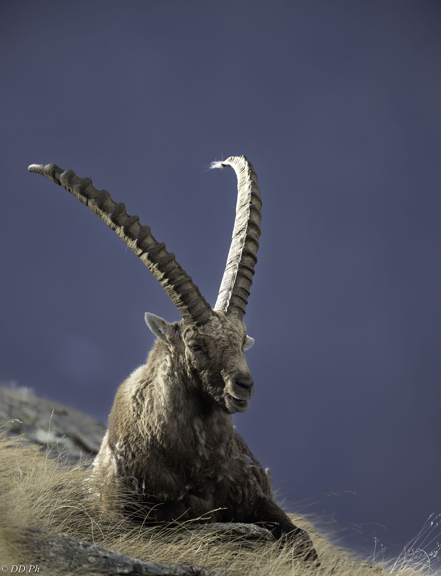 Ibex