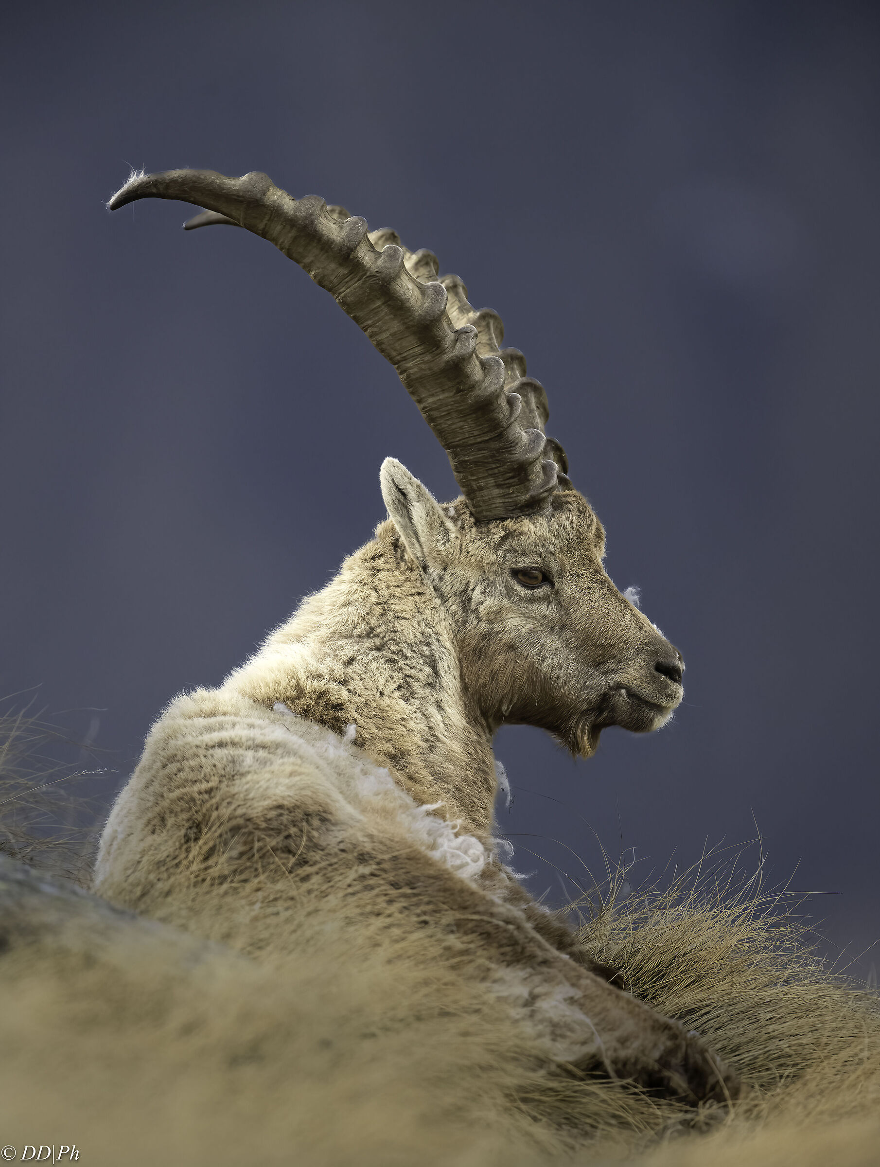 Ibex