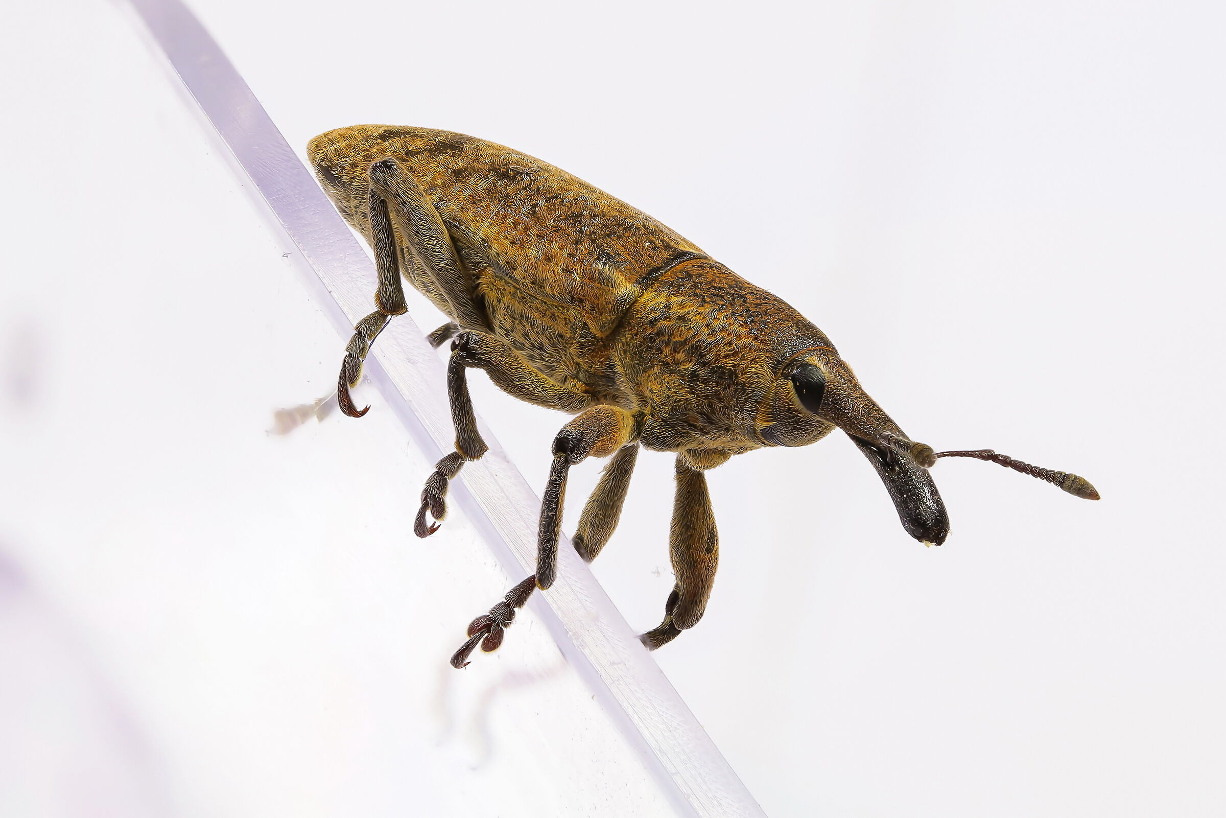 Lixus pulverulentus