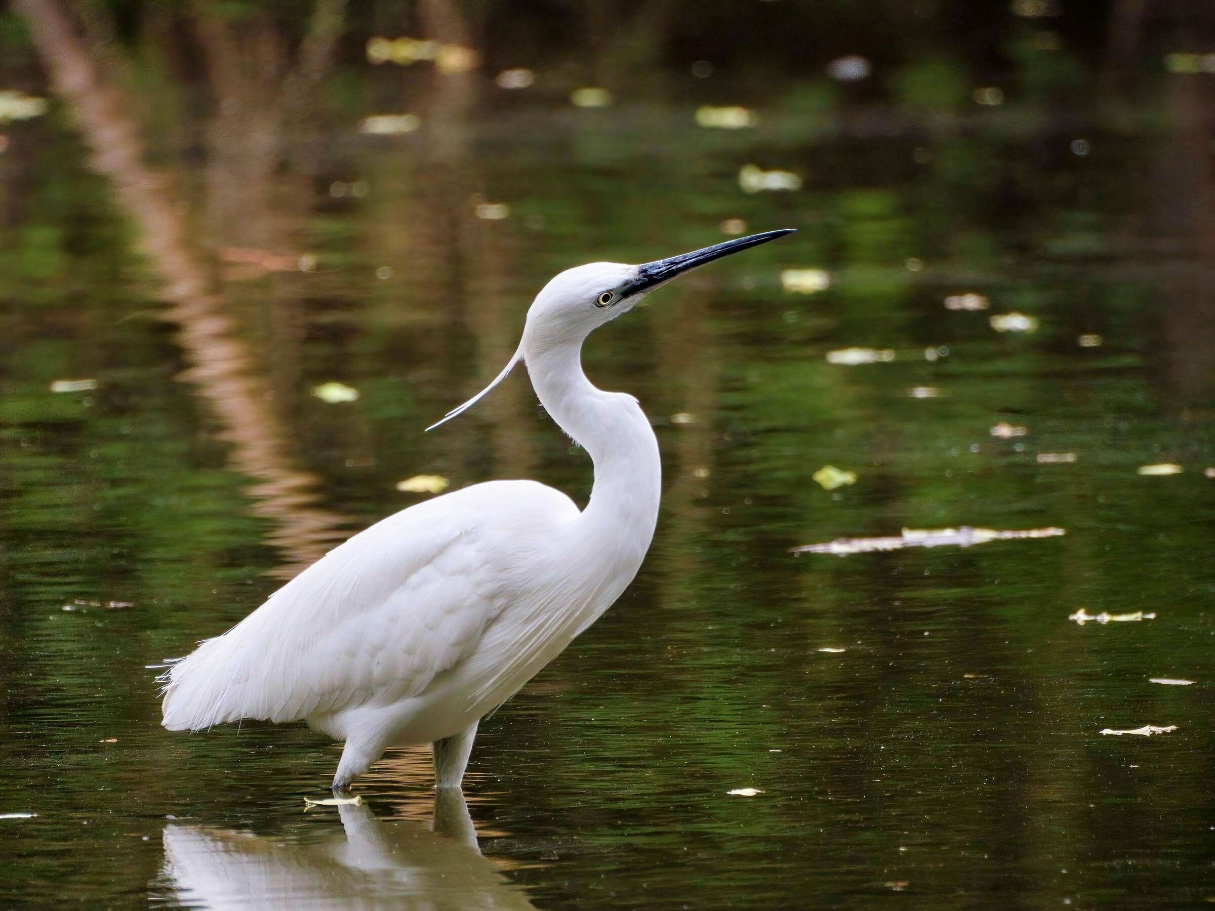 Egret