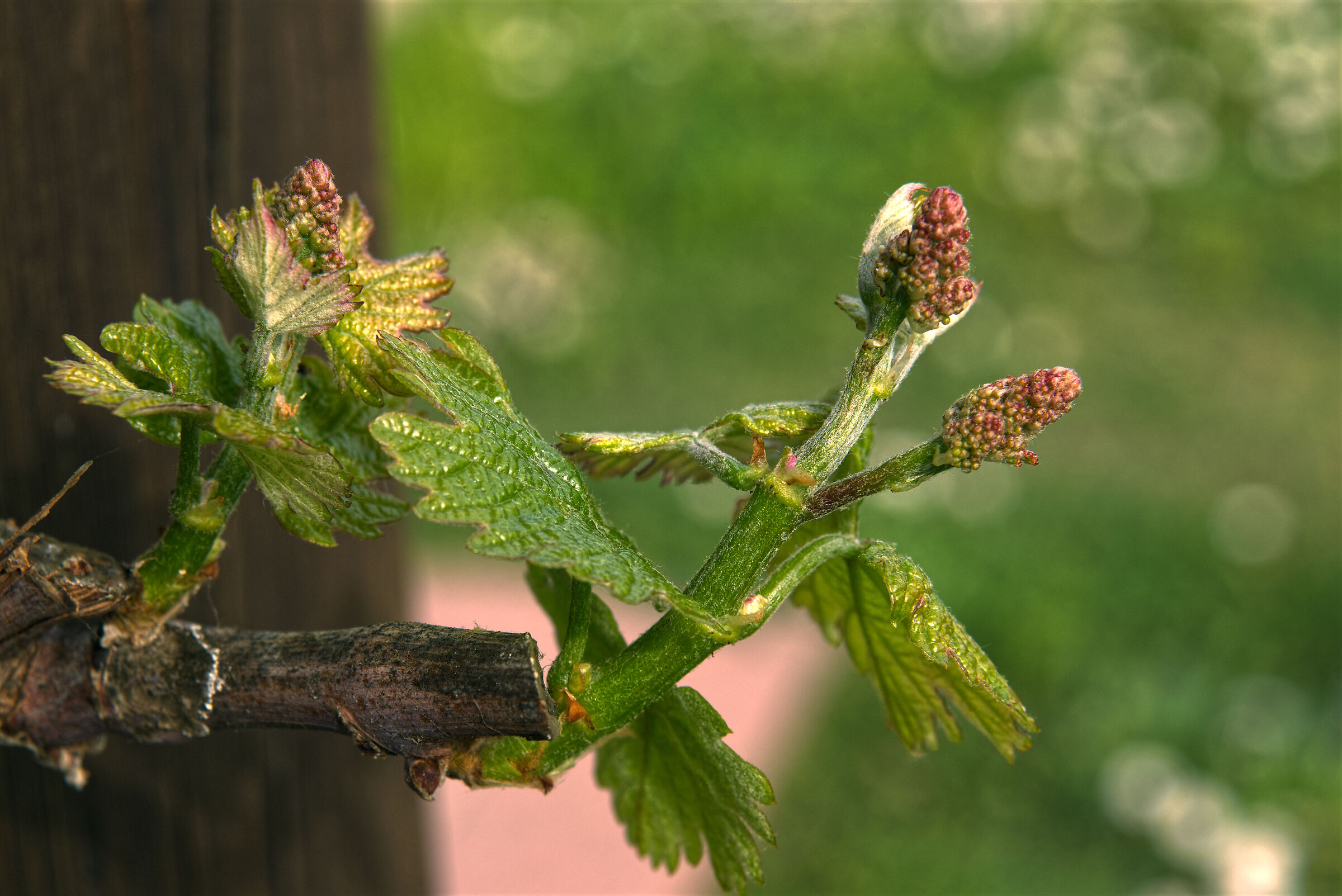 Sangiovese...