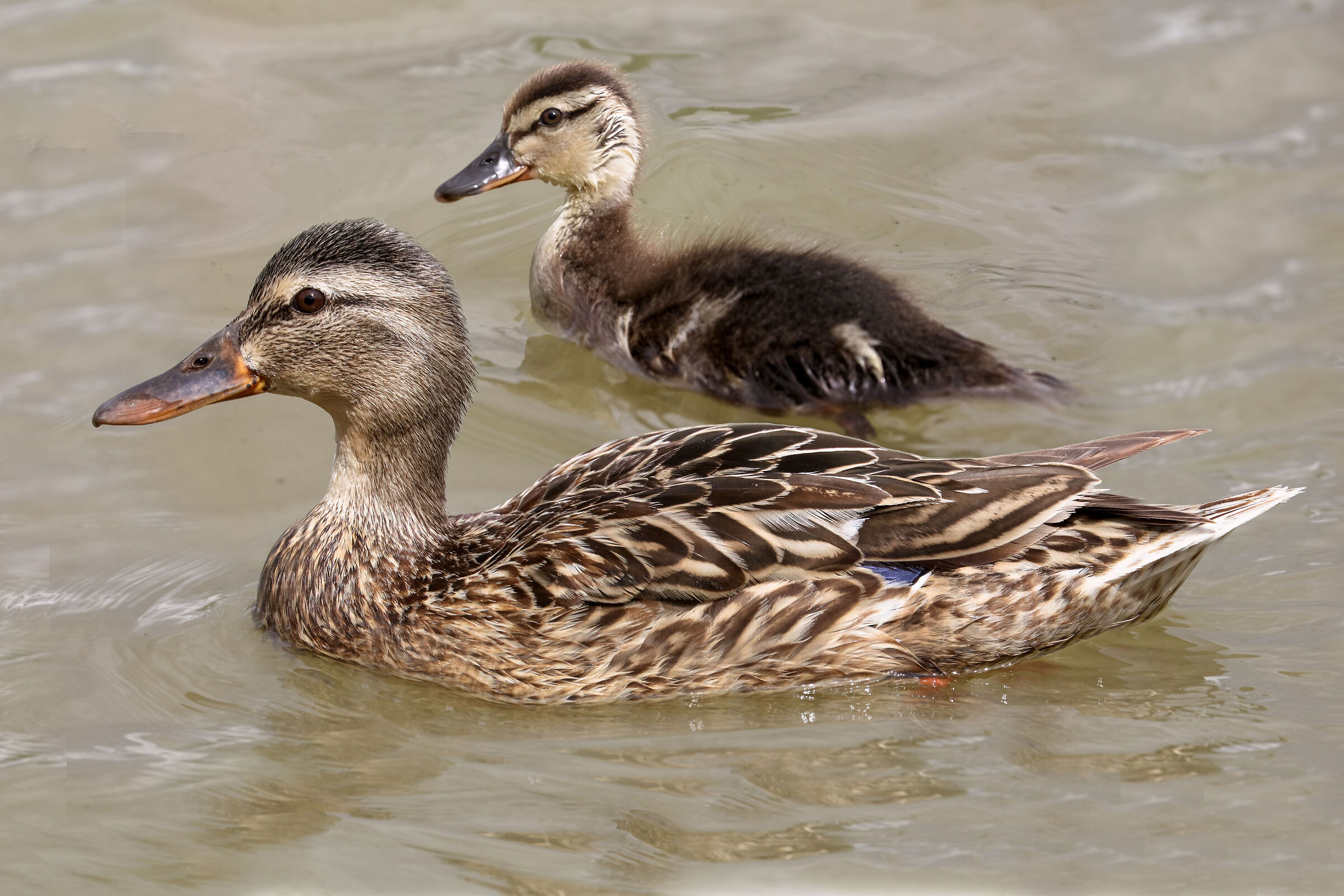 Mallard female with pullet