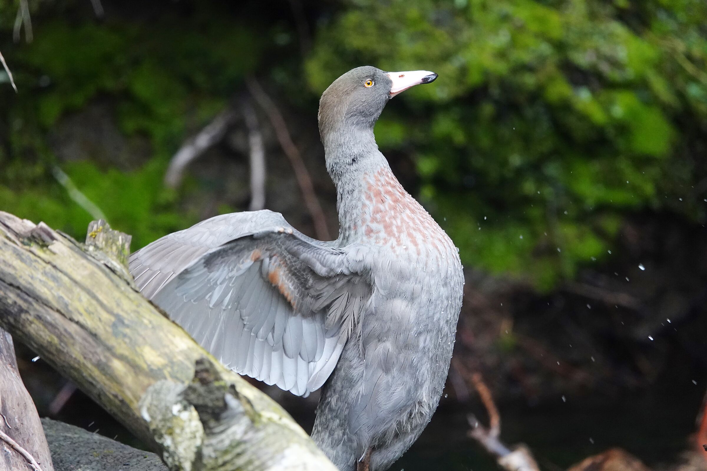 Blue Duck - Anatra Azzurra
