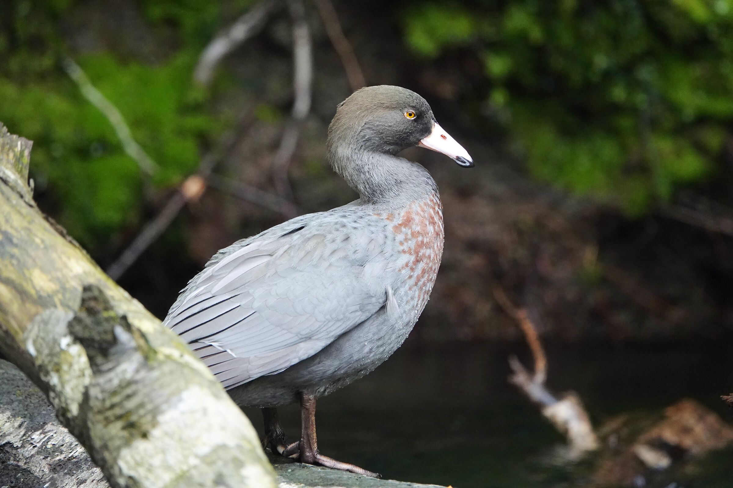 Blue Duck - Anatra Blu