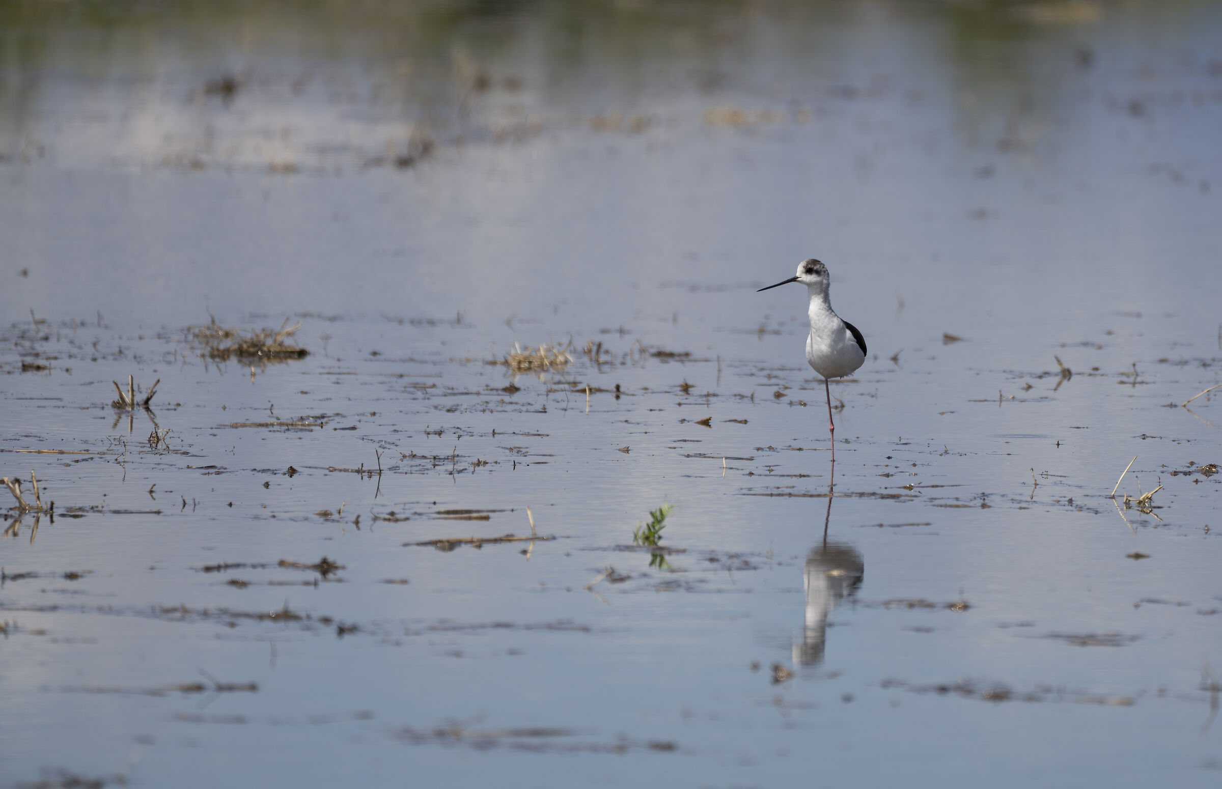 Knight in the few submerged rice fields.