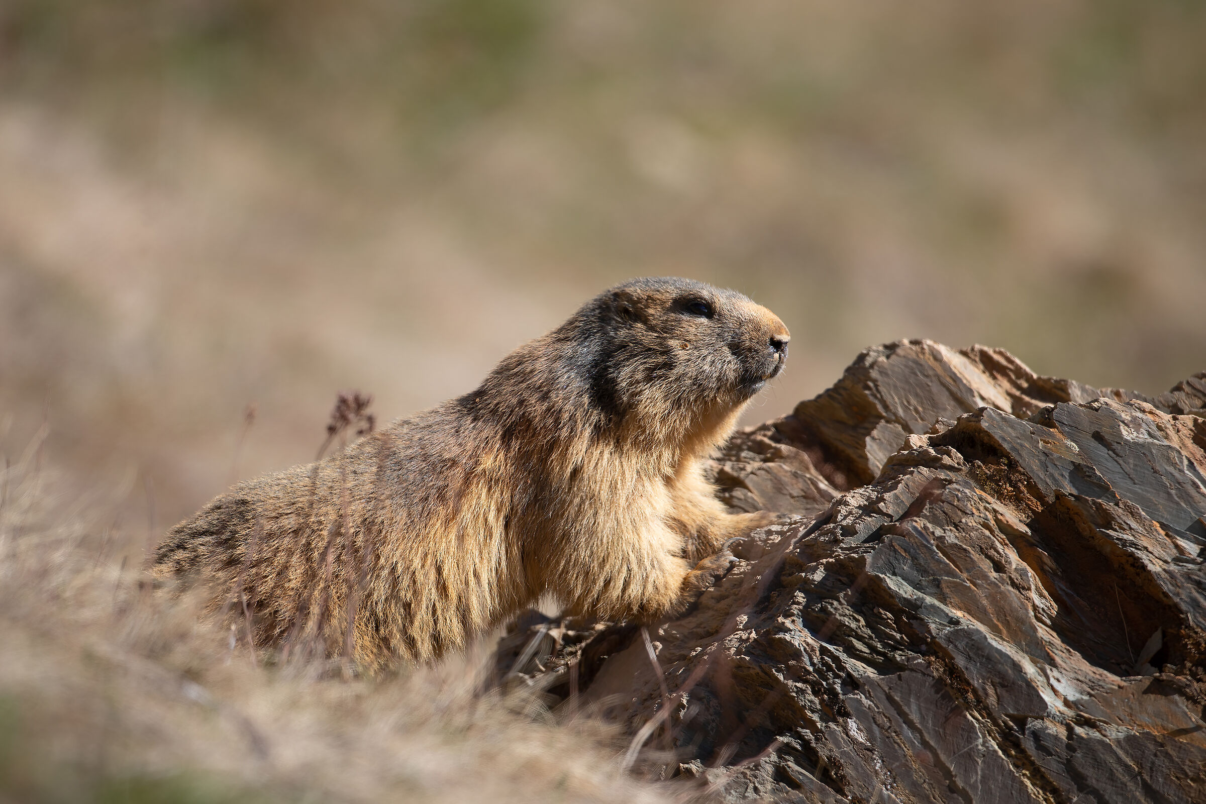 Marmotta