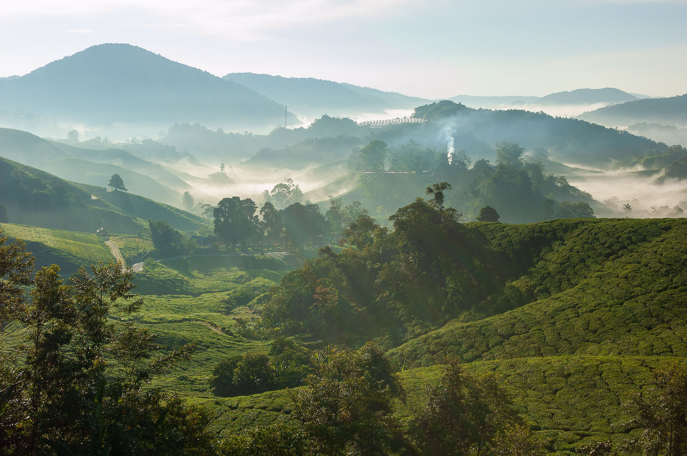 Cameron Highlands - Nebbia mattutina