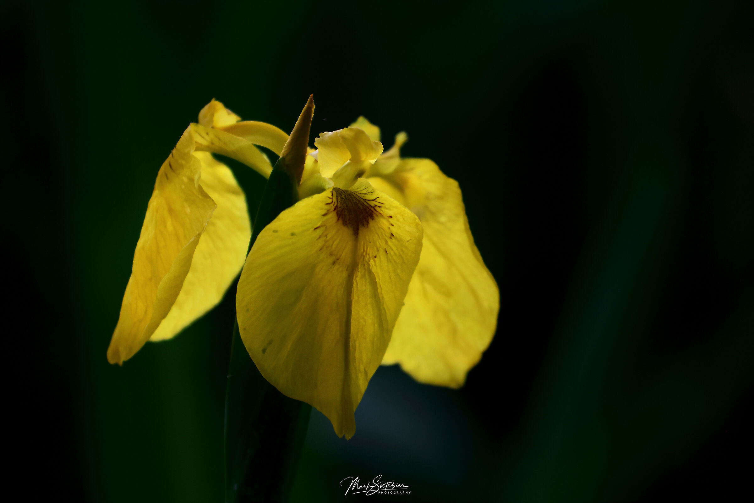 Iris Pseucadorus a Bandella
