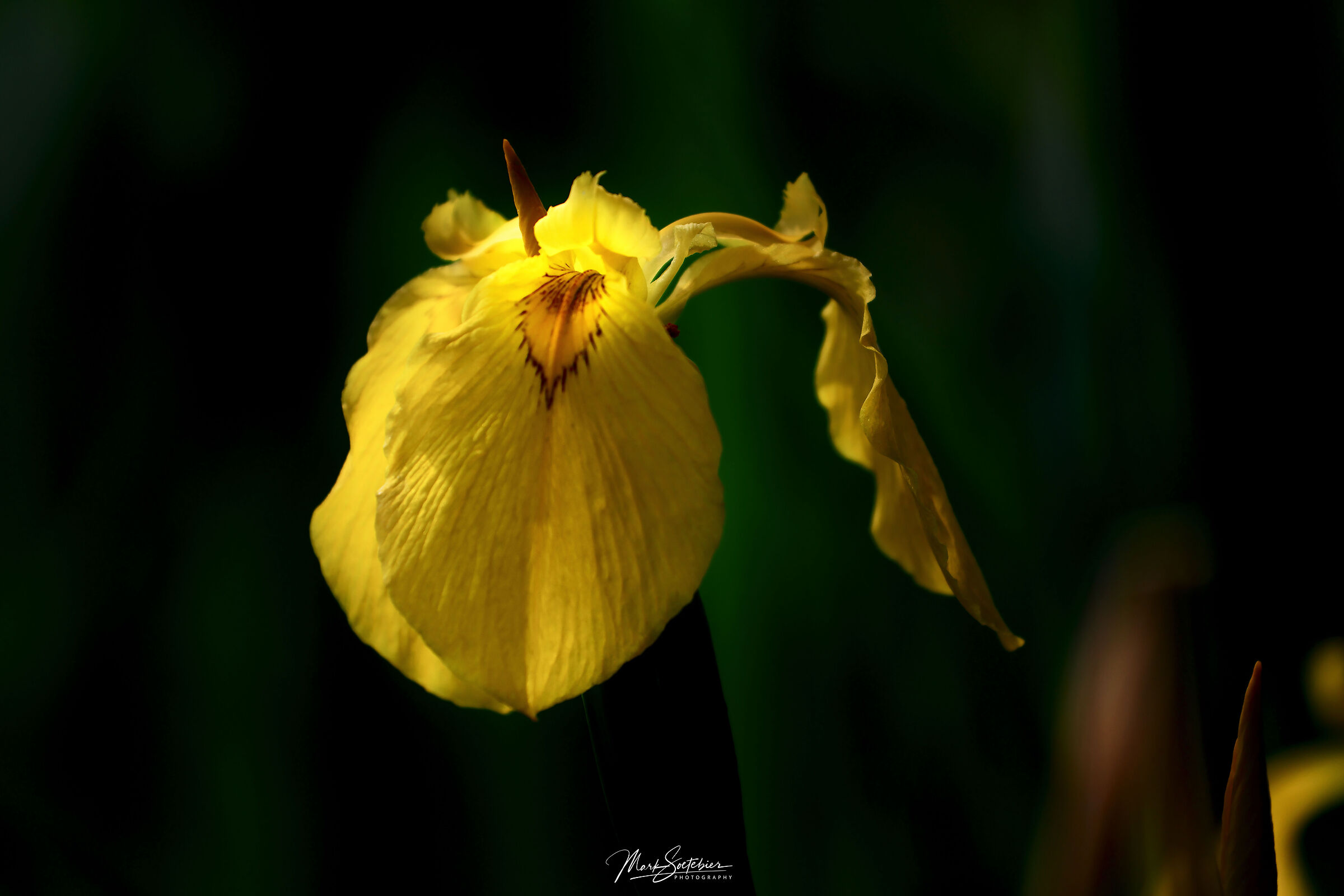 Iris Pseucadorus