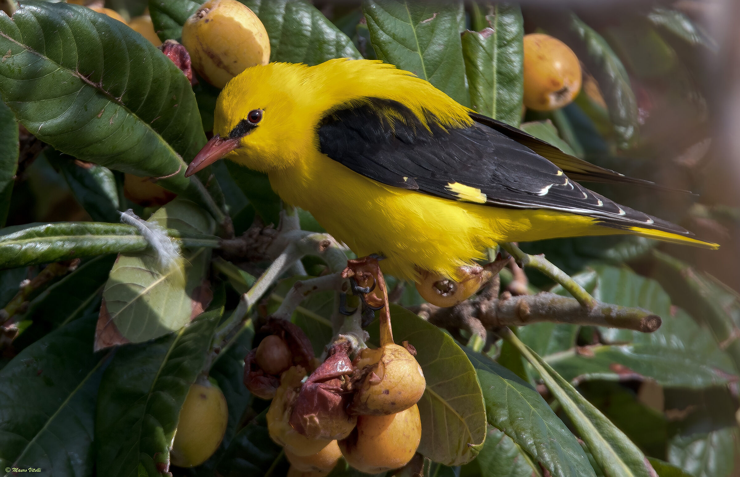 Oriole (Oriolus oriolus)