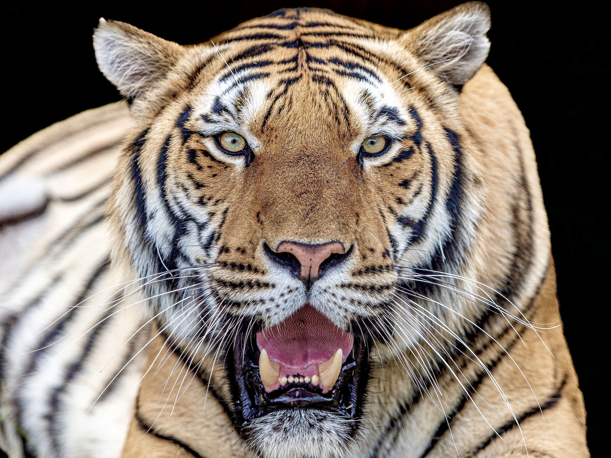 Tu sei cibo ai suoi occhi