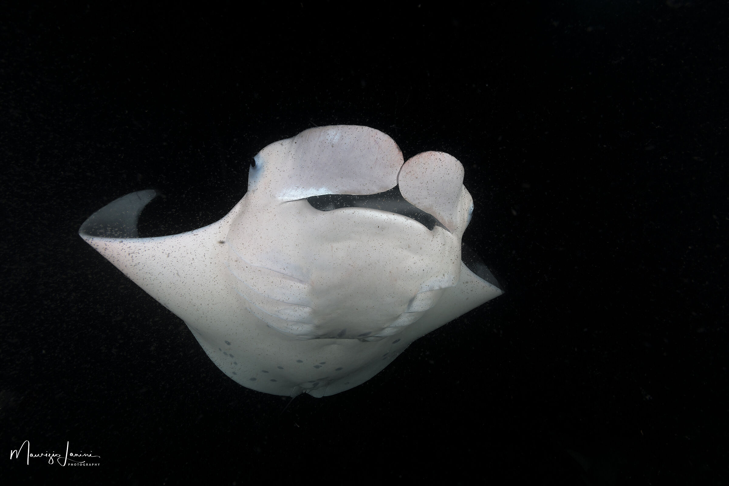 Manta of the reefs