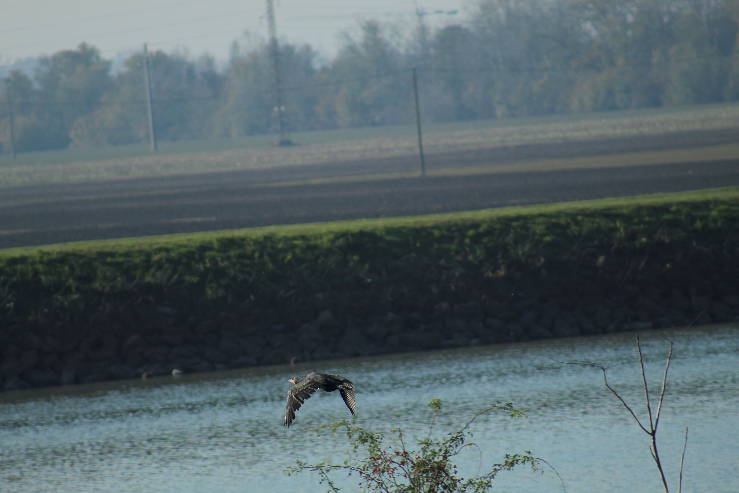 Un cormorano (Phalacrocorax carbo) che vola a Manzolino.