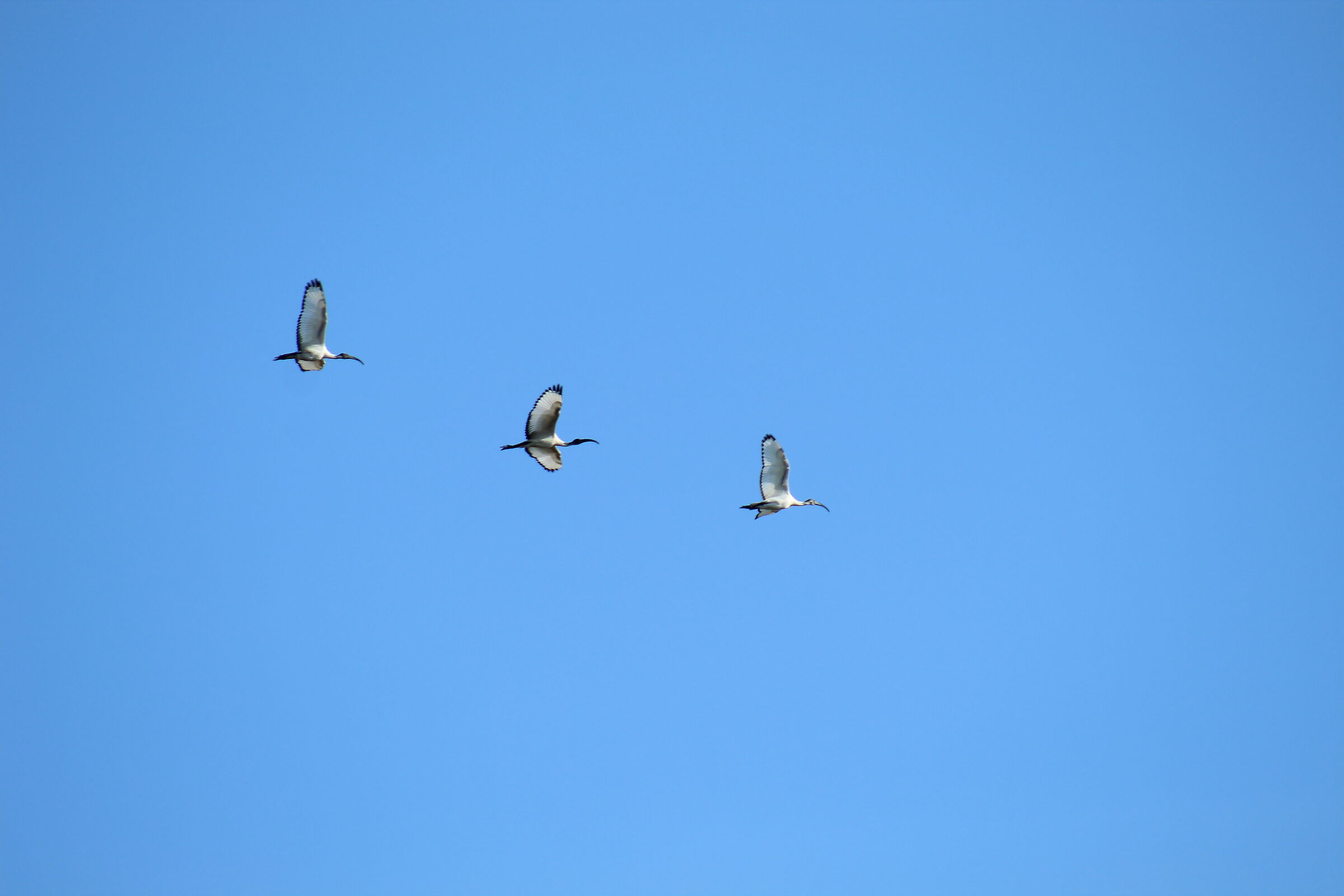 Ibis sacro africano (Threskiornis aethiopicus)