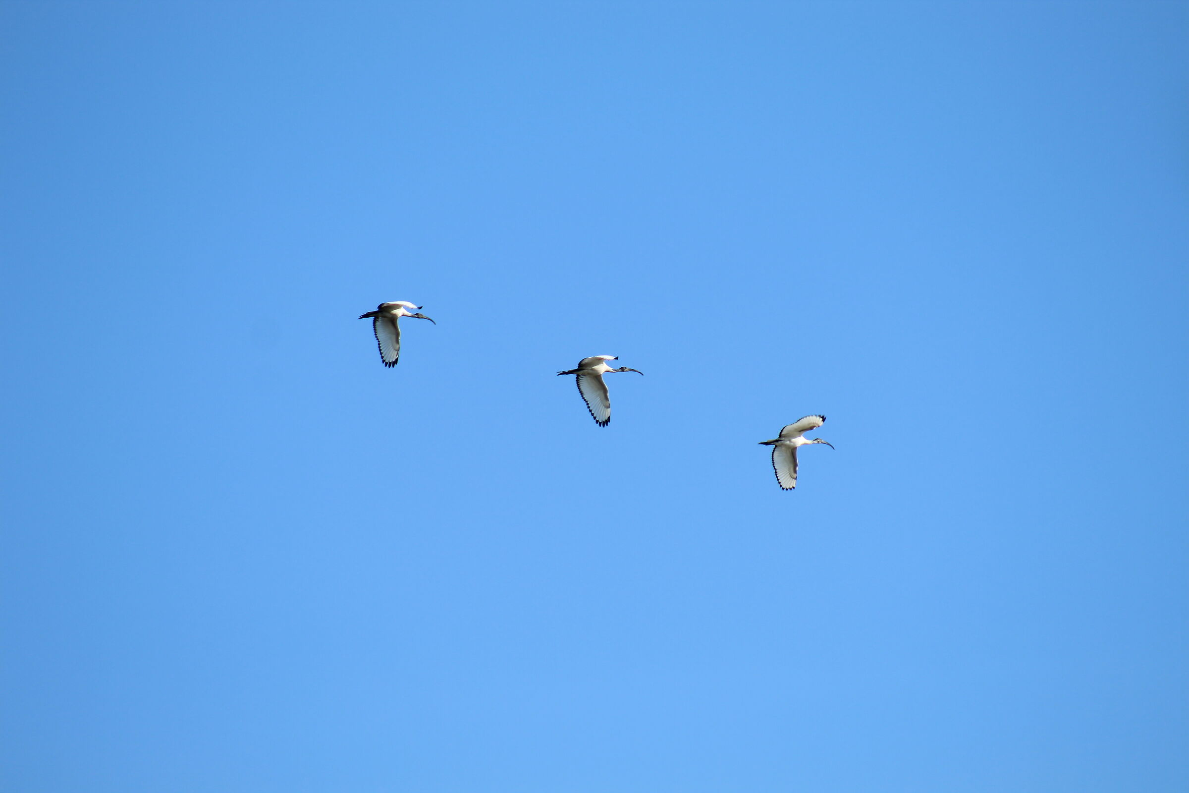 Ibis sacro africano (Threskiornis aethiopicus)
