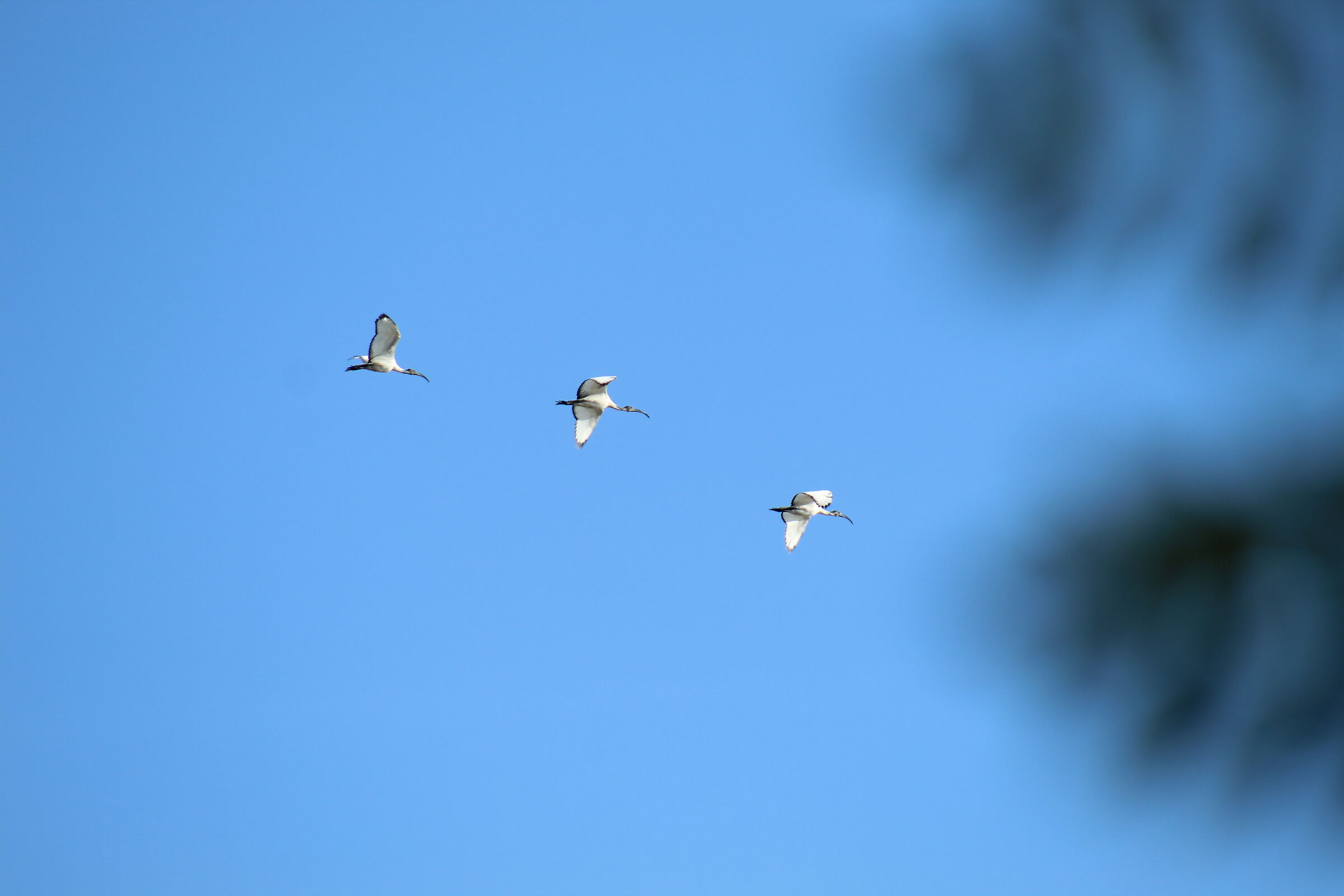Ibis sacro africano (Threskiornis aethiopicus)