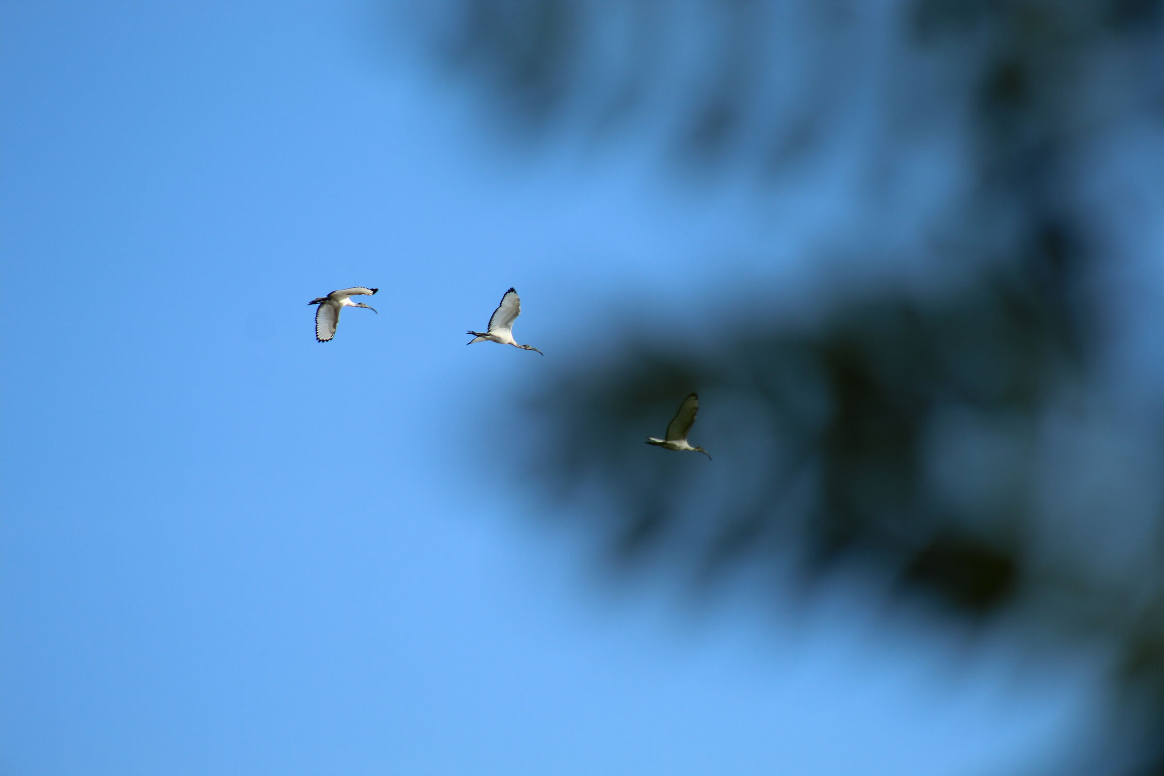 Ibis sacro africano (Threskiornis aethiopicus)
