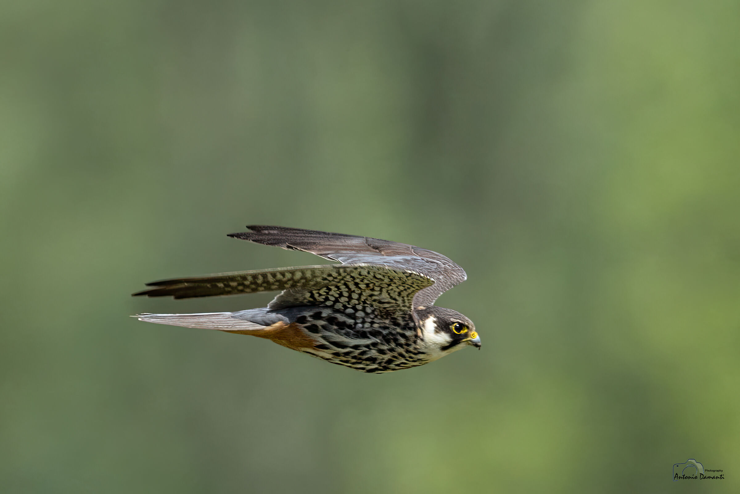 Falco Lodolaio