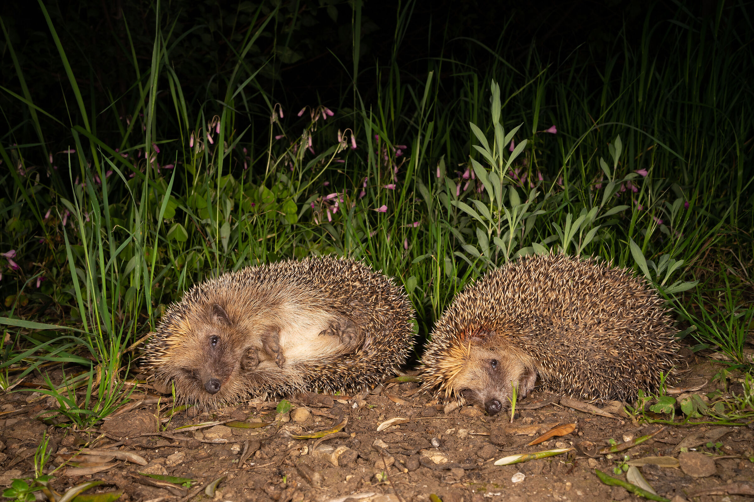 Una storia a lieto fine