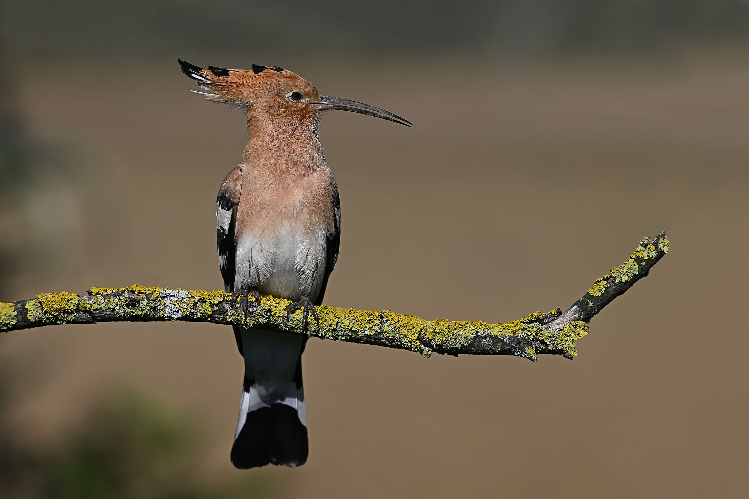 Feather Stories 5 (Hoopoe)