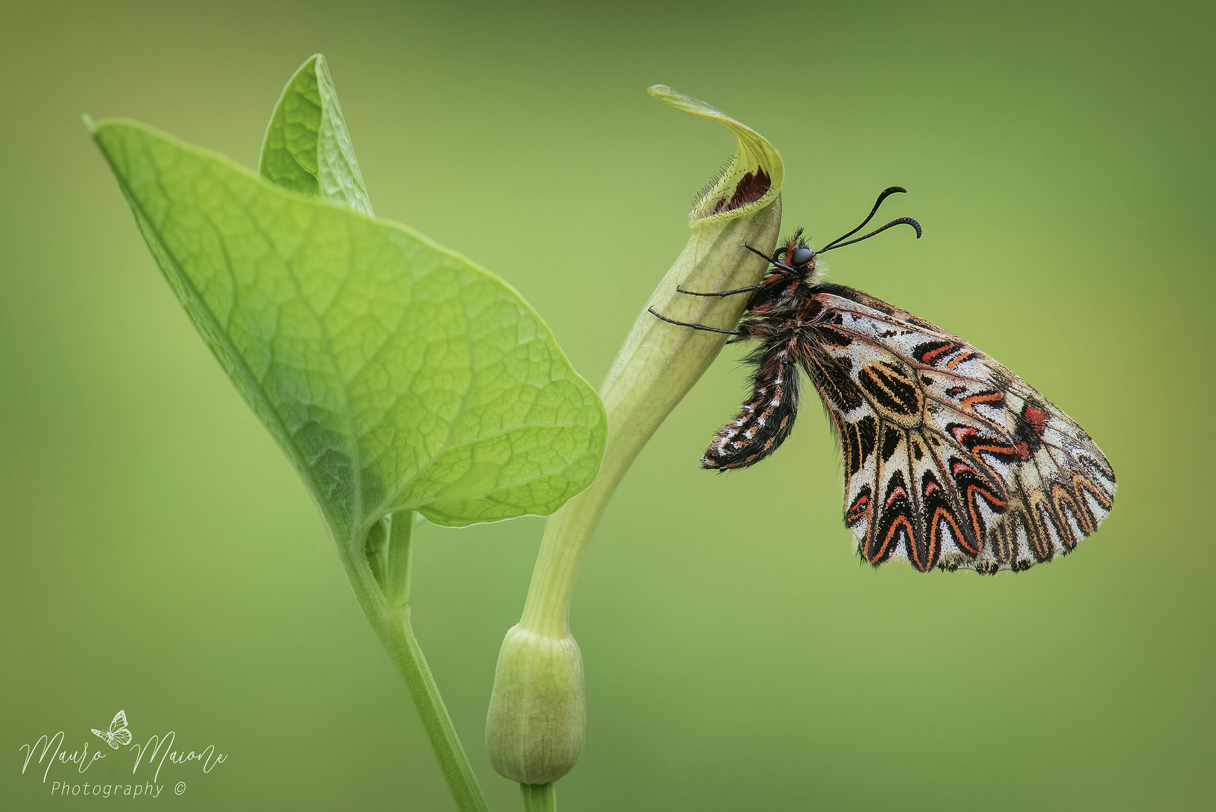 zerynthia su aristolochia