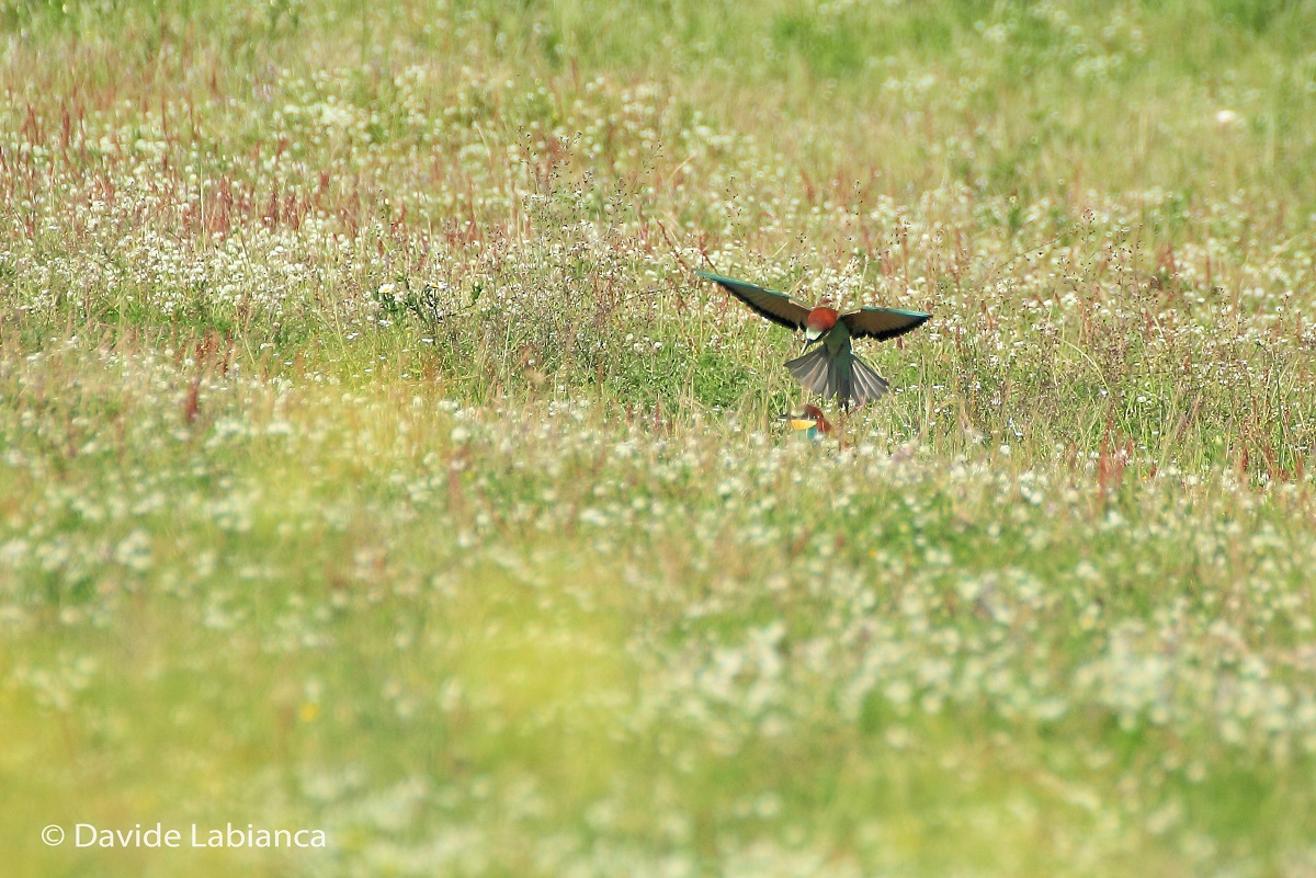 bee-eaters
