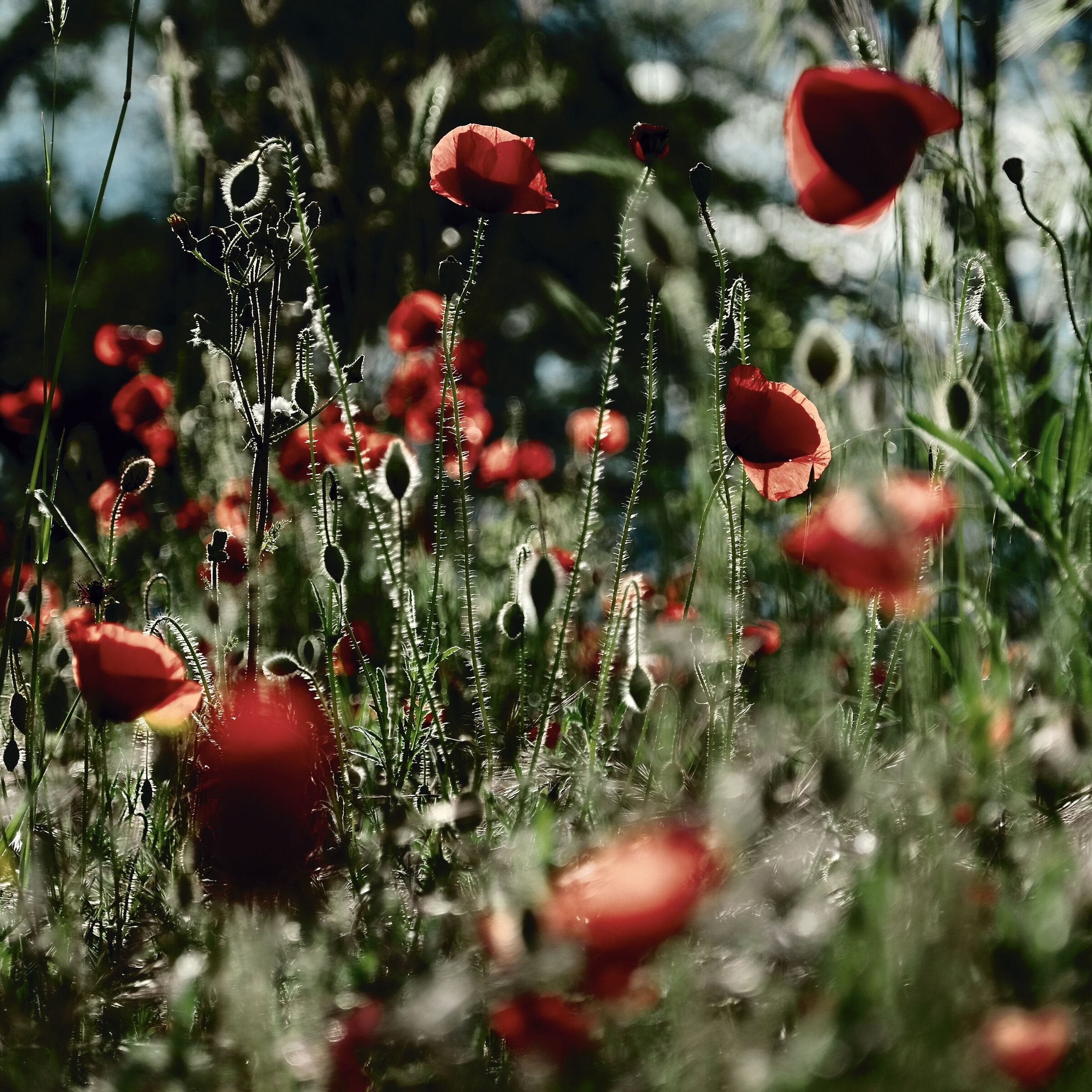 Scrambled poppies