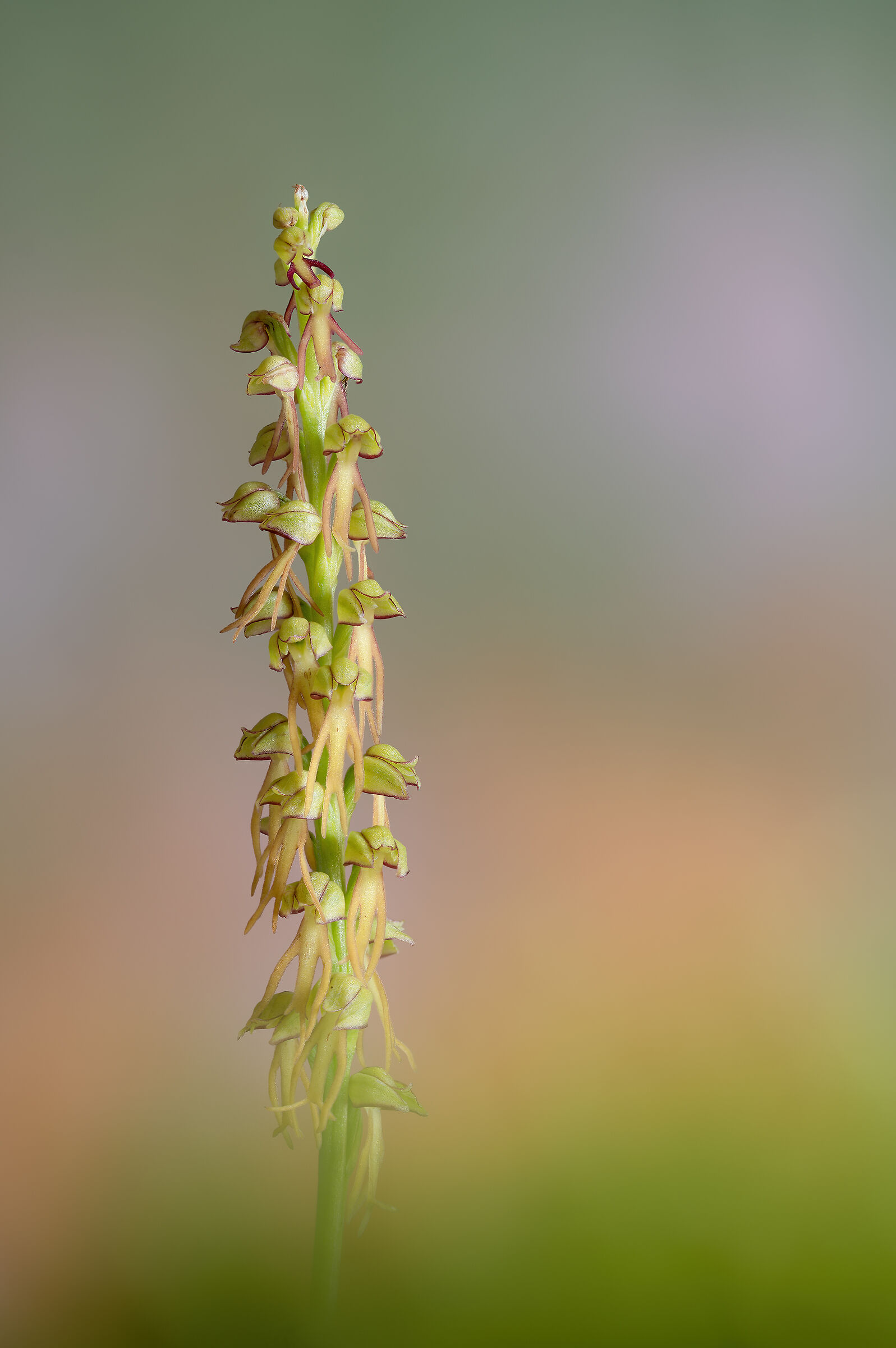 Orchis anthropophora