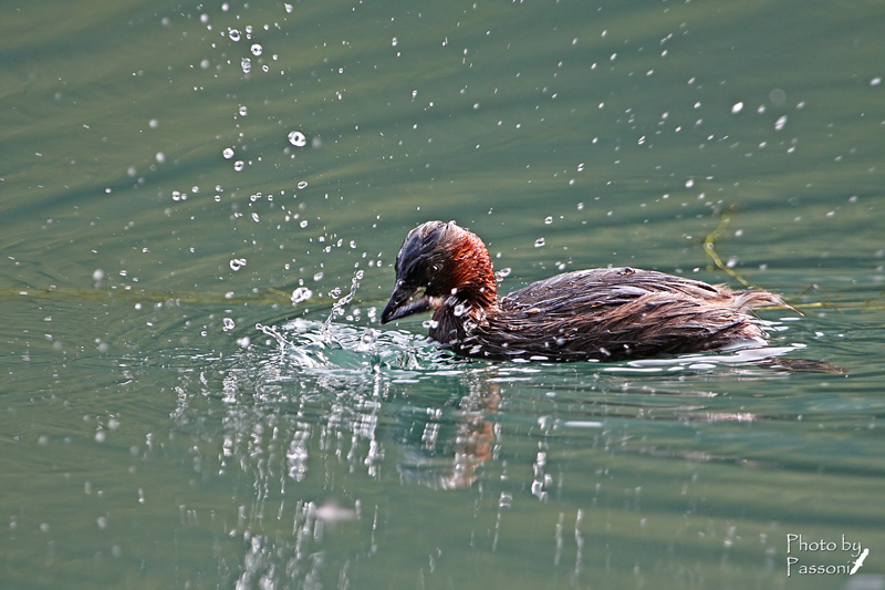 Little Grebe!