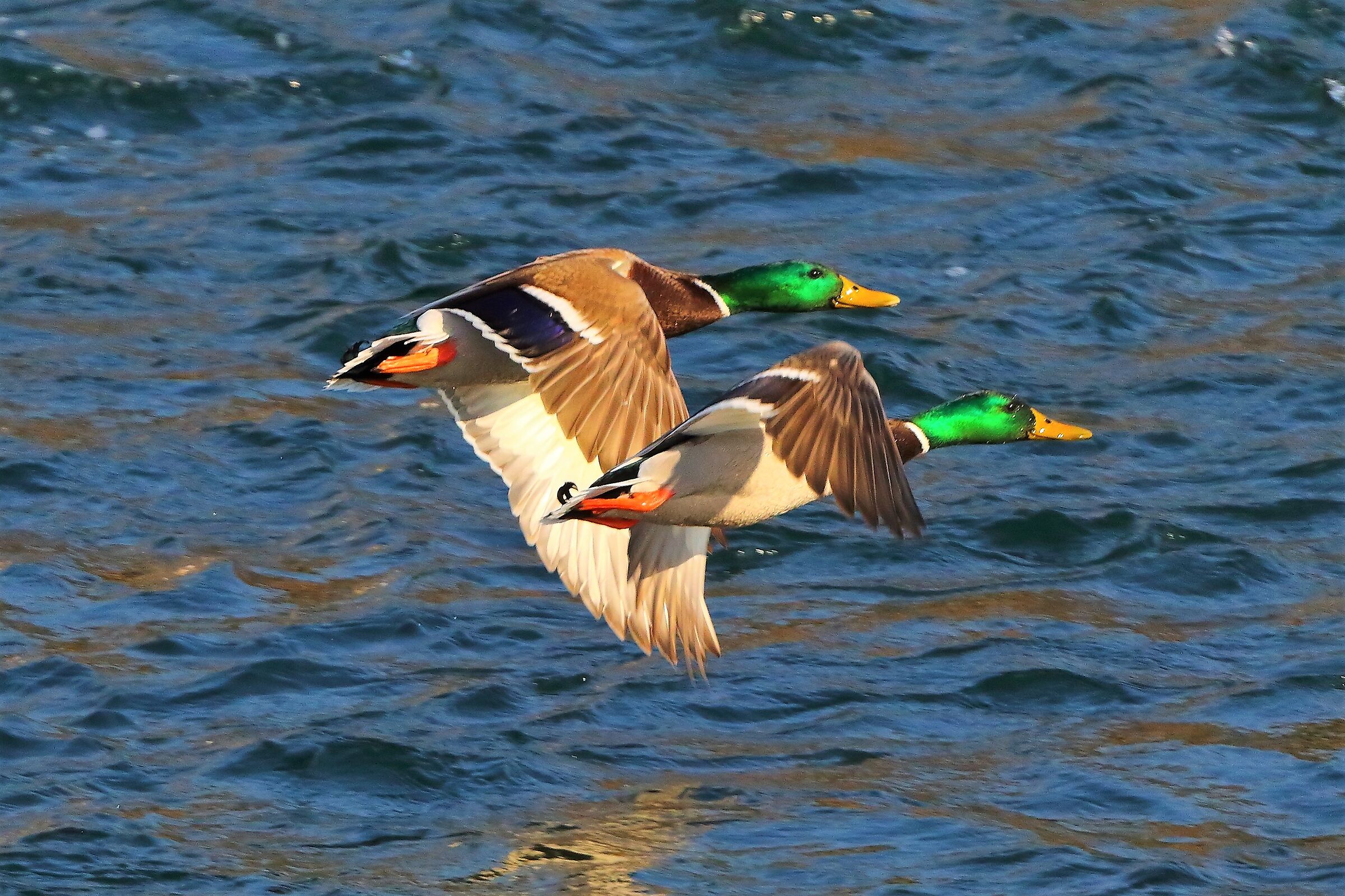 Germani 13 febbraio 2023