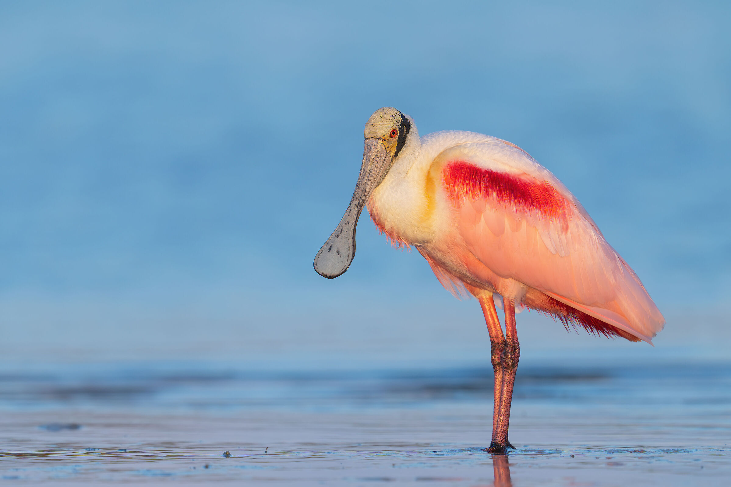 Pink spatula at sunset