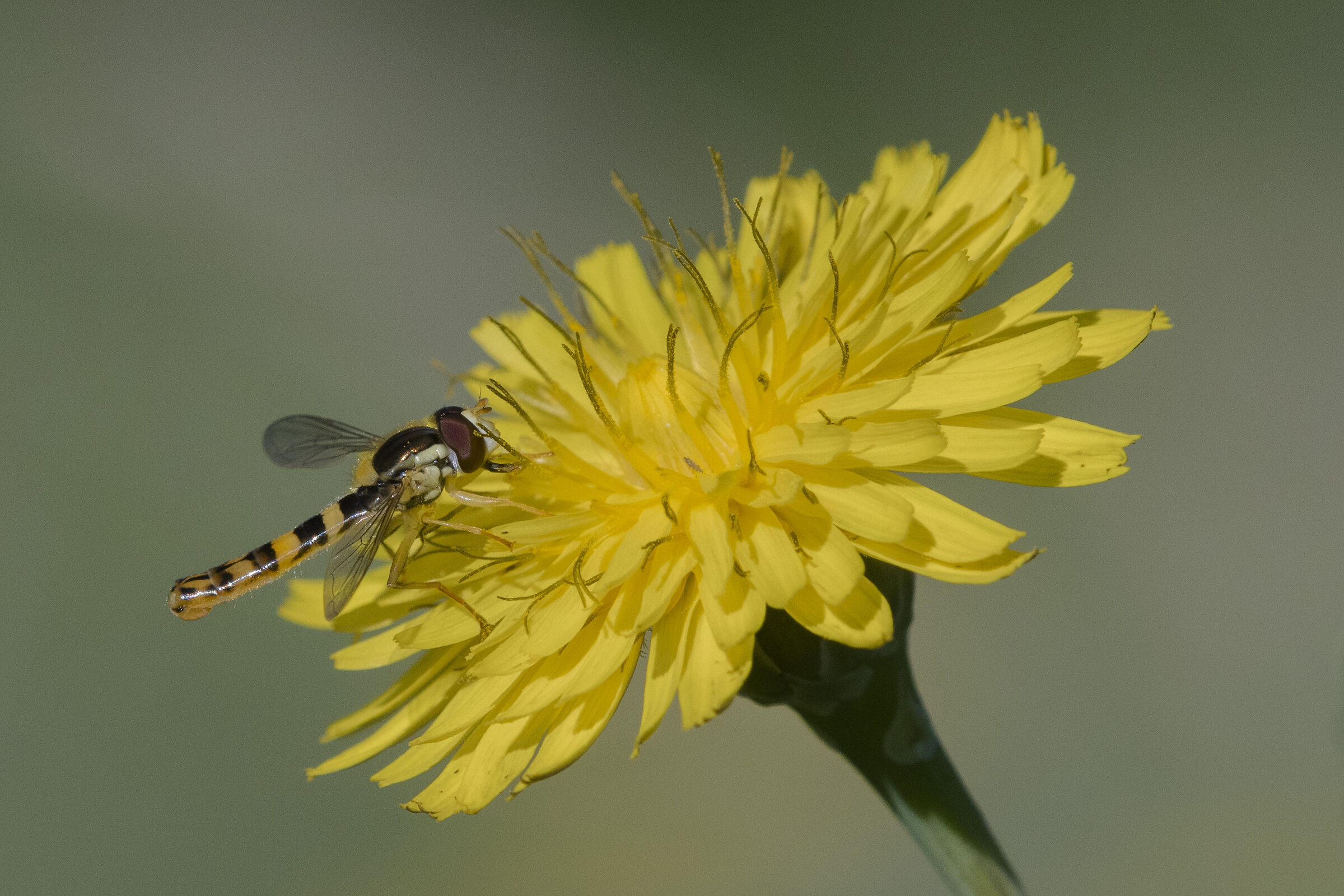 Sphaerophoria scripta