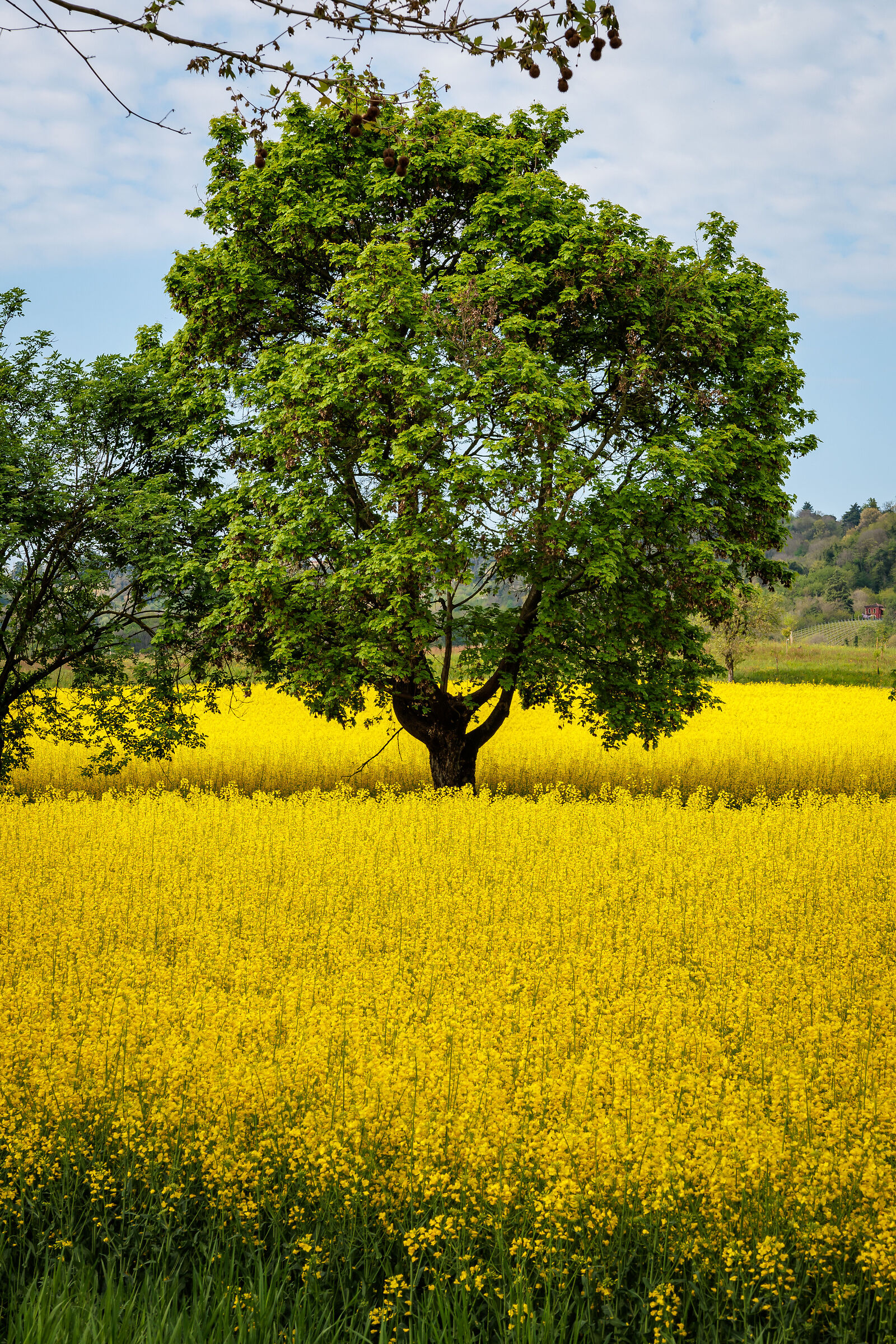Yellow-green