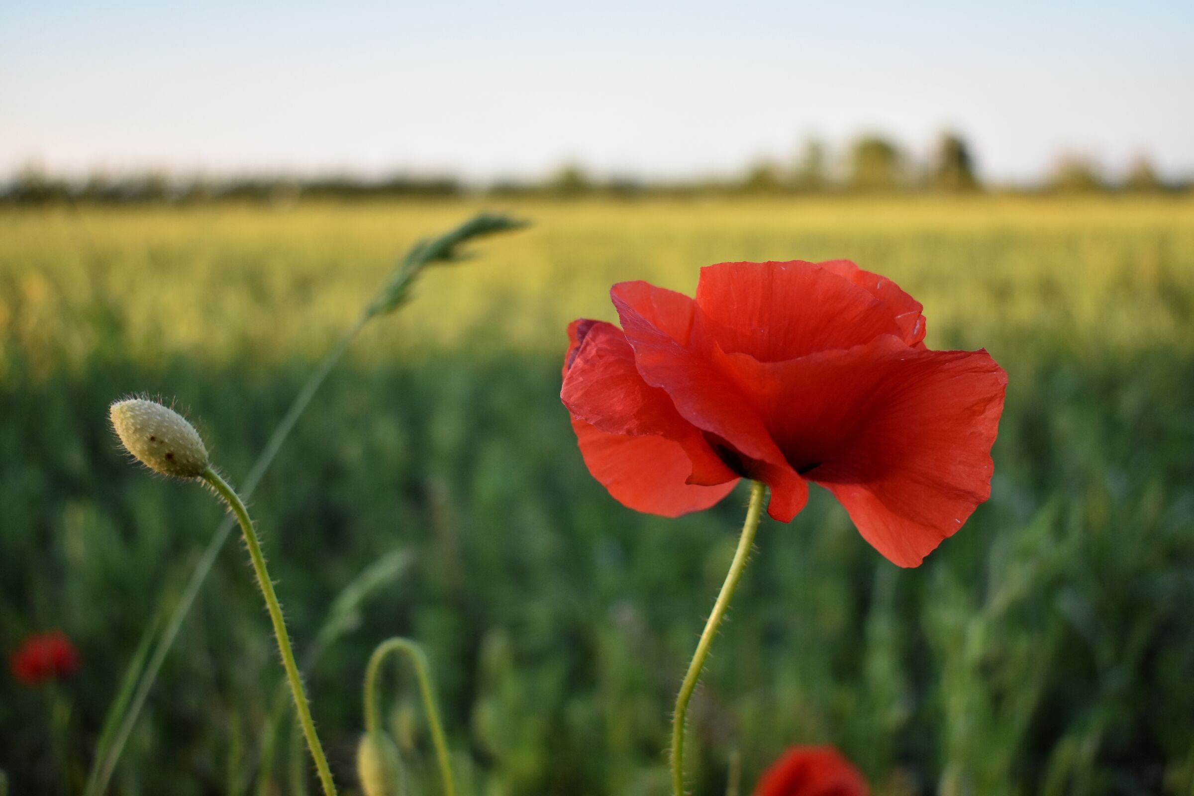 Red and green