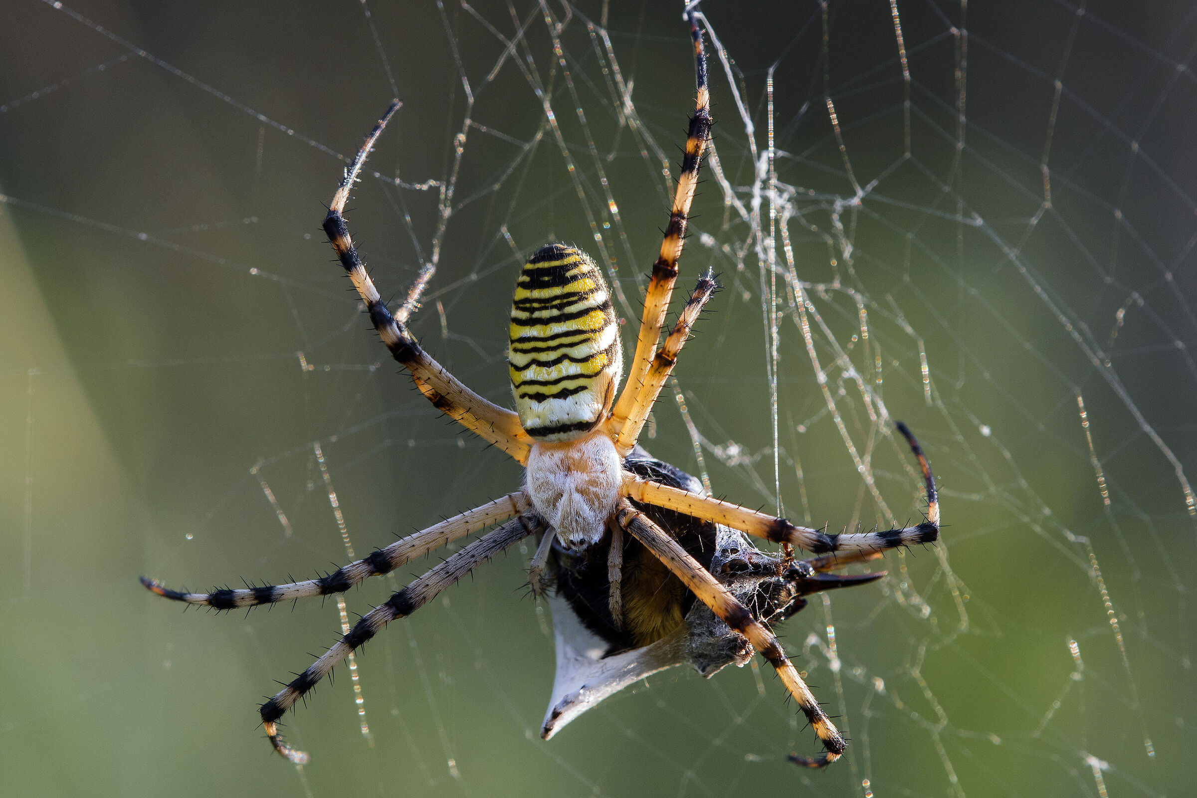 Ragno vespa (Argiope Bruennichi)