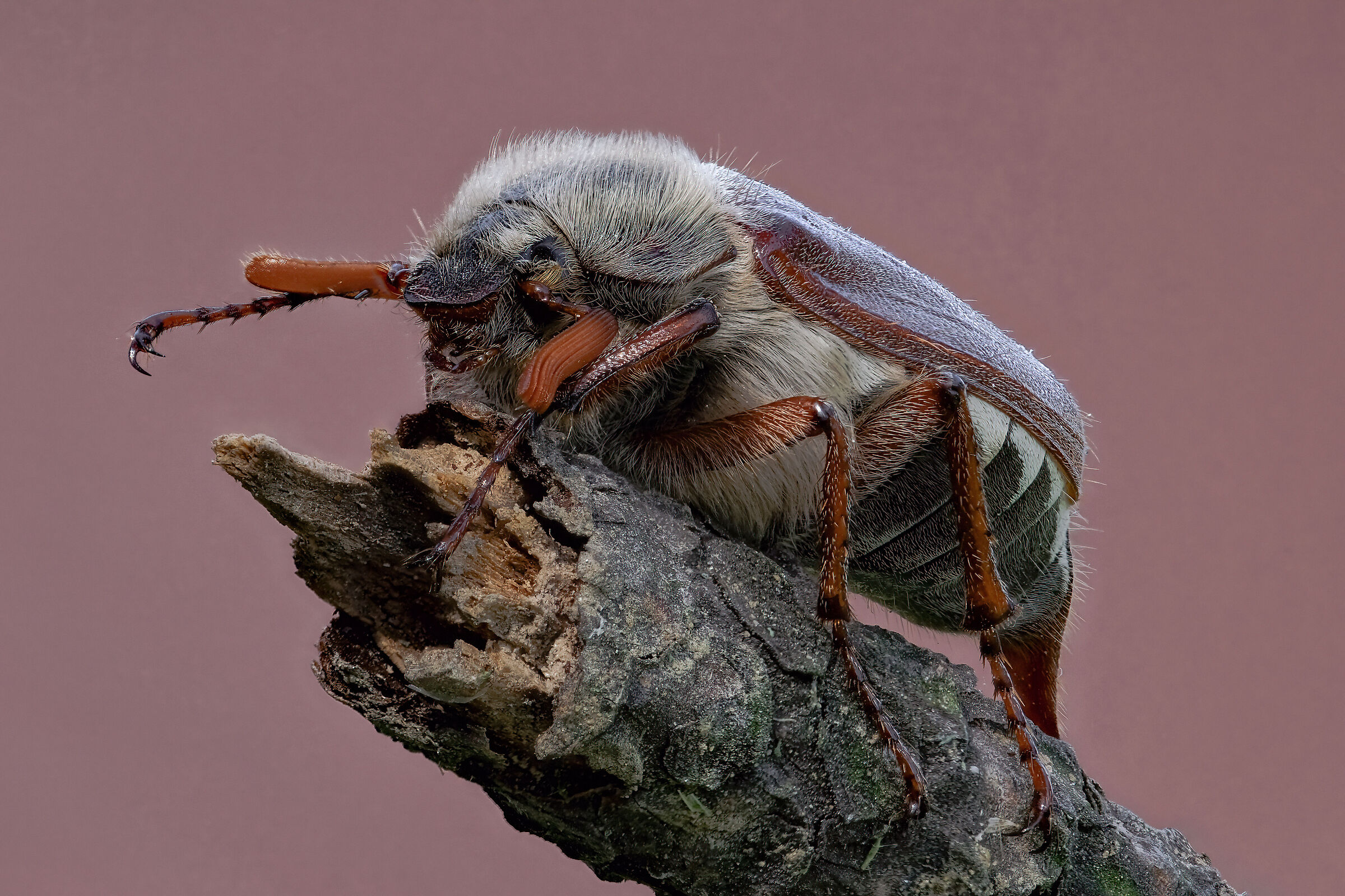 Melolonthia melolonthia
