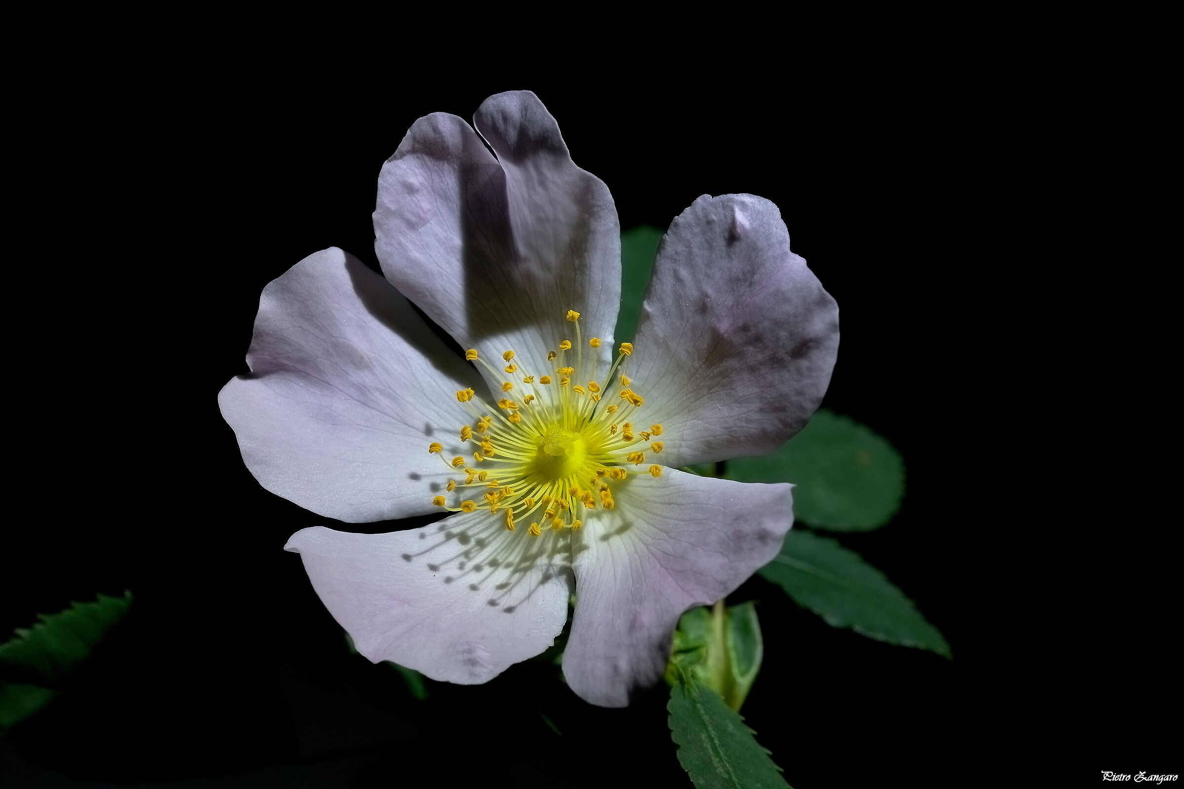 Rosa Canina