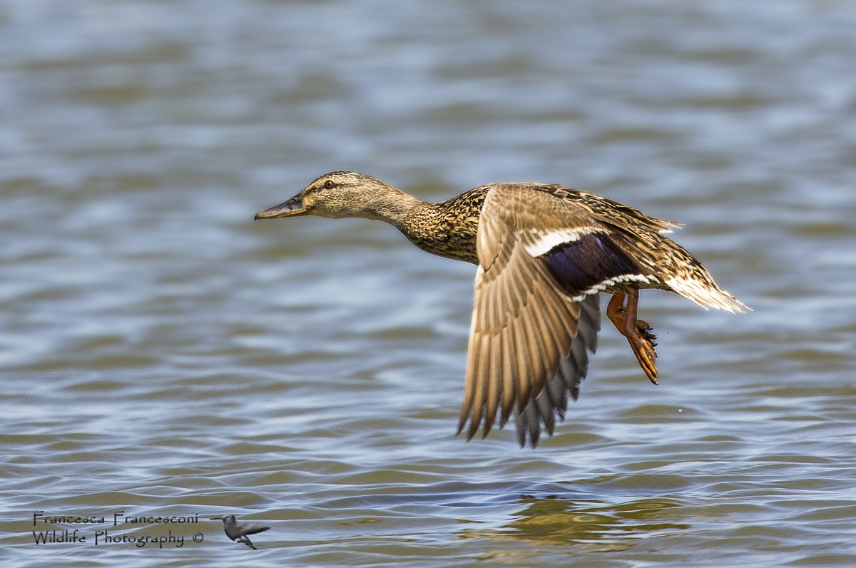 Female mallard