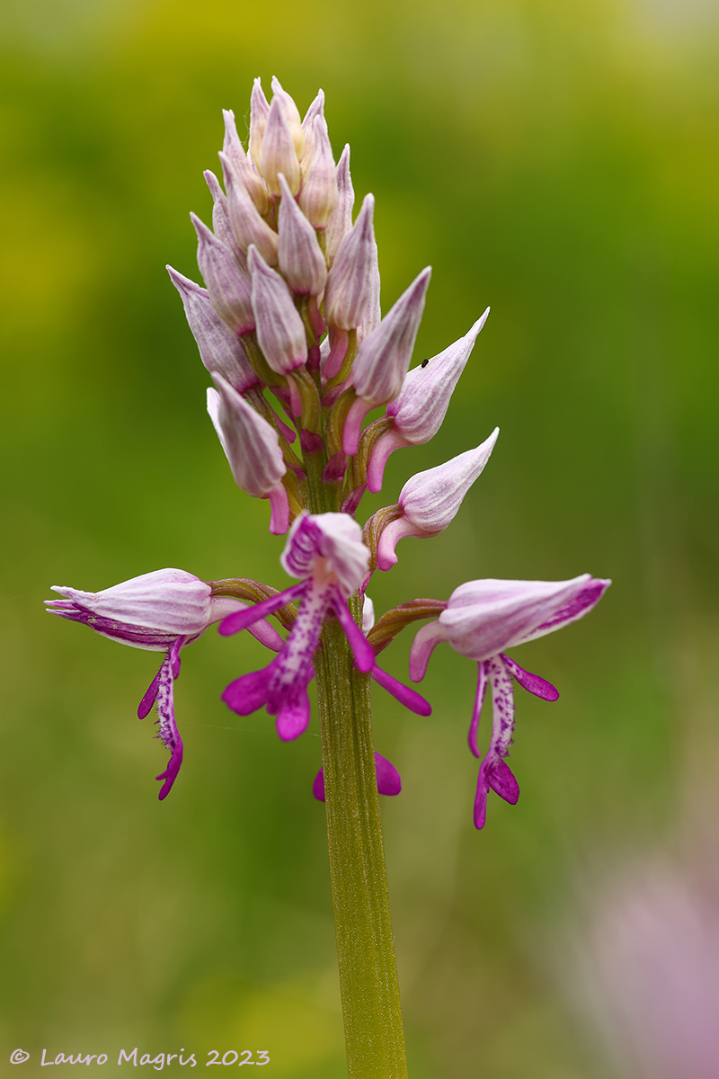 Orchidea militare "Orchis Militaris"