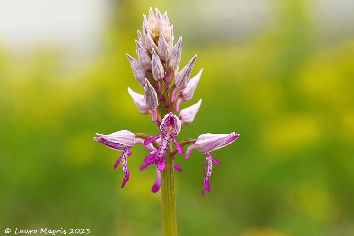 Orchidea militare