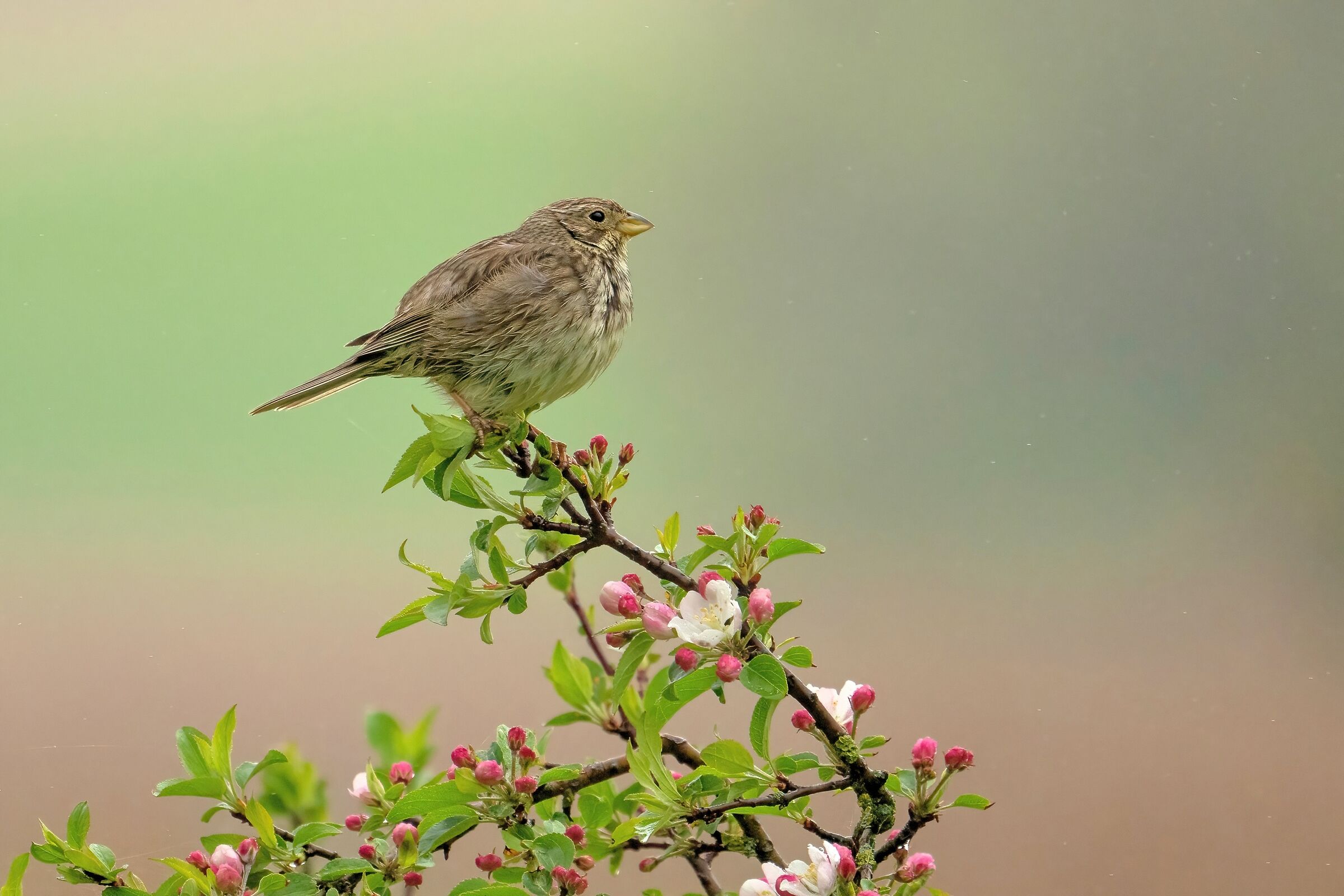 Strillozzo (Emberiza calandra)