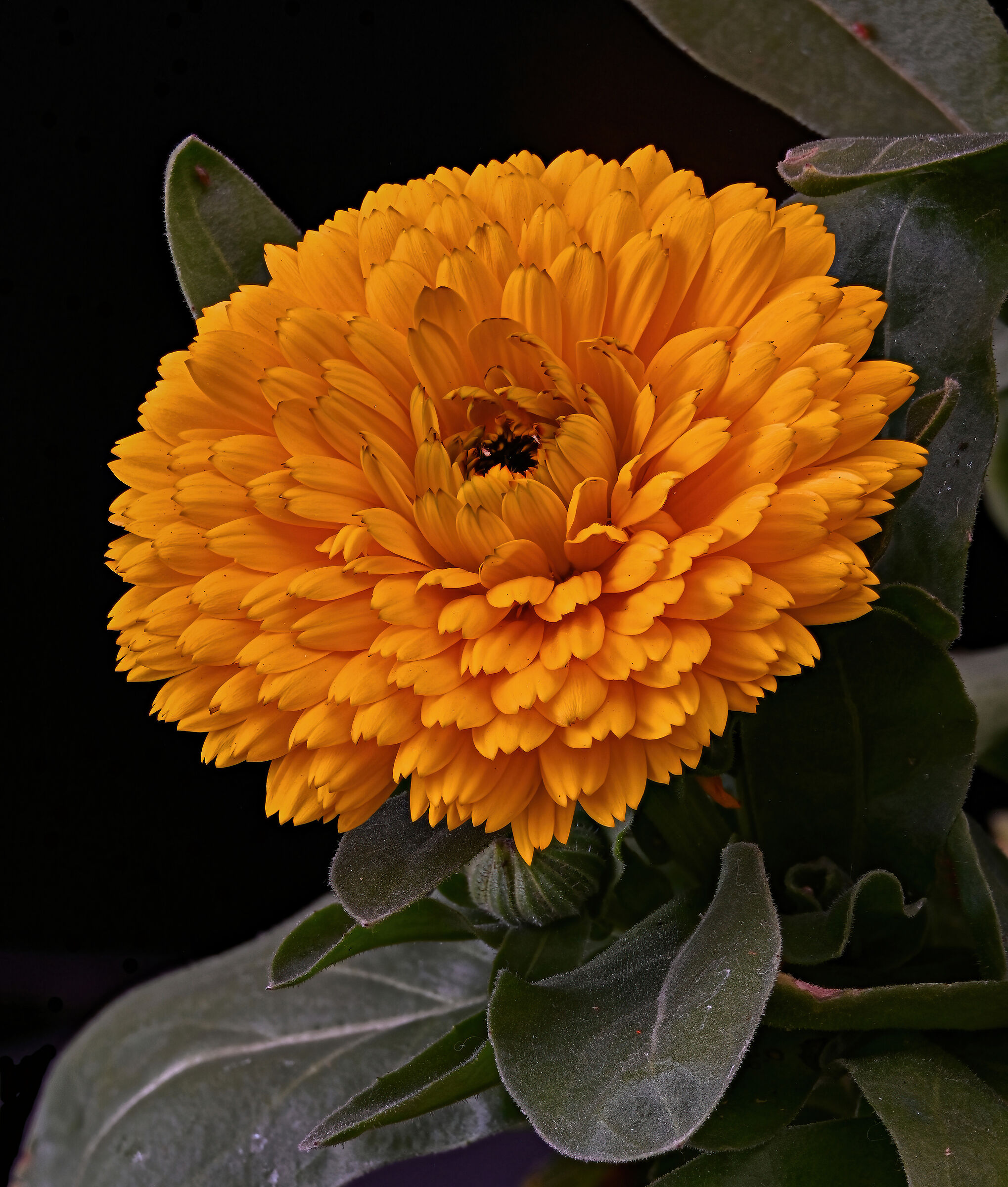 Calendula