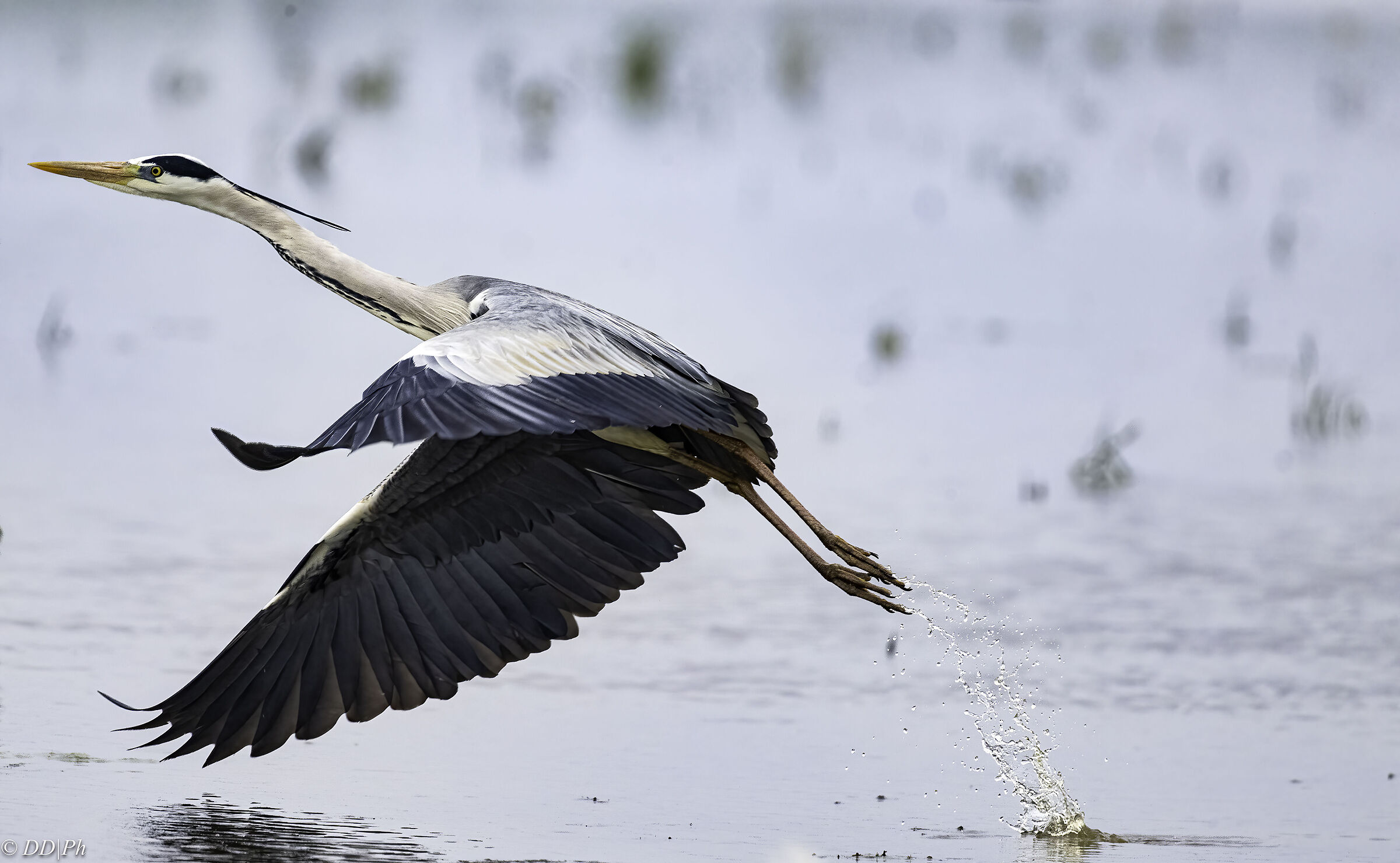 Grey heron