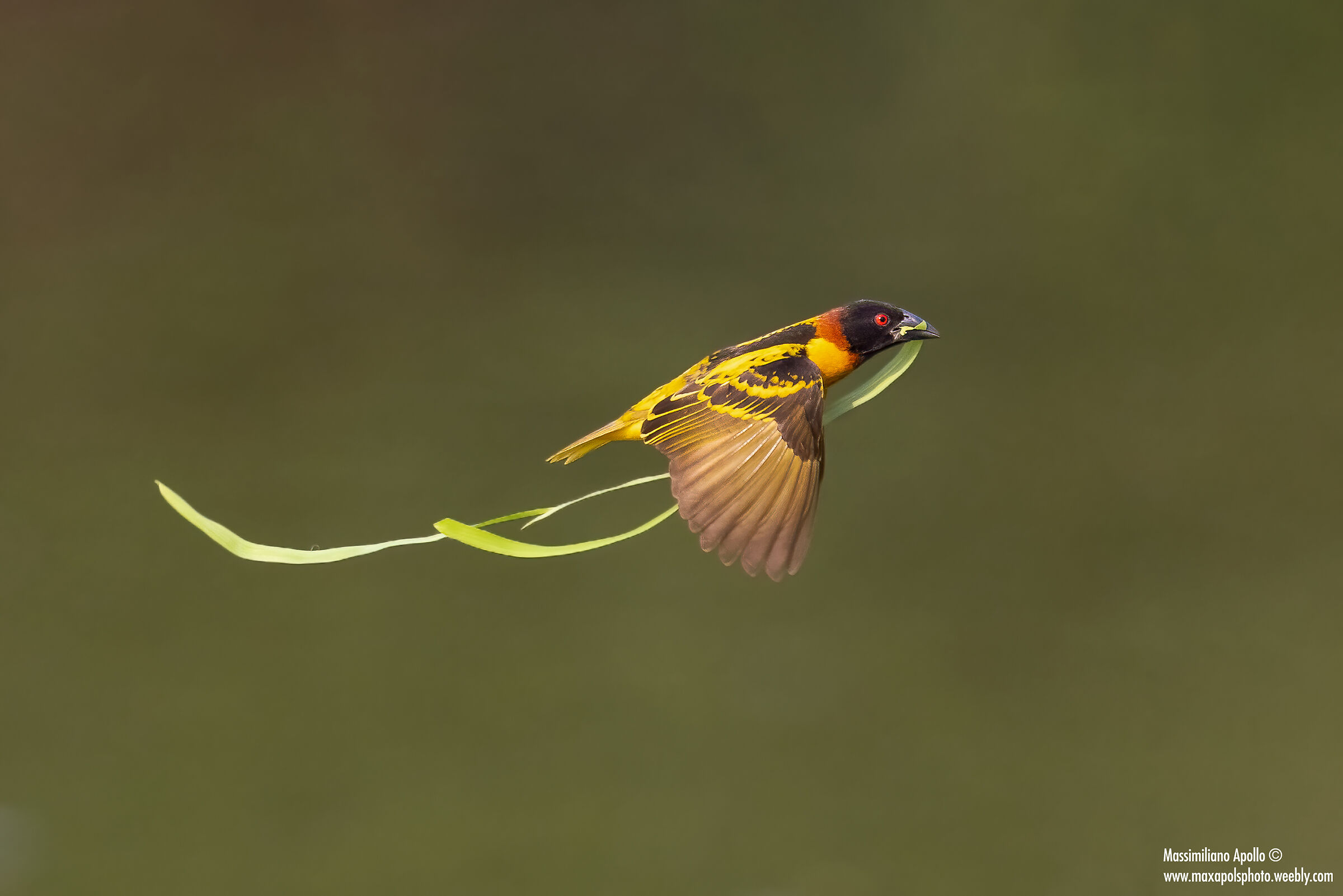 " nest preparation "