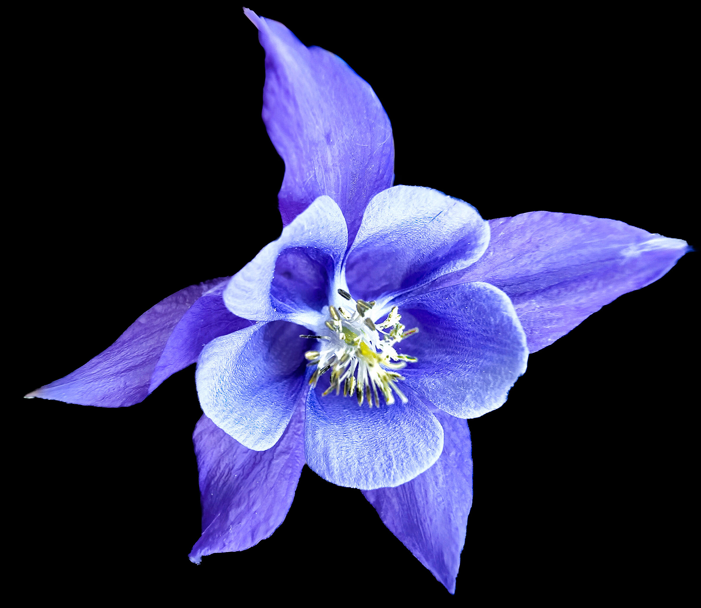 Aquilegia blue