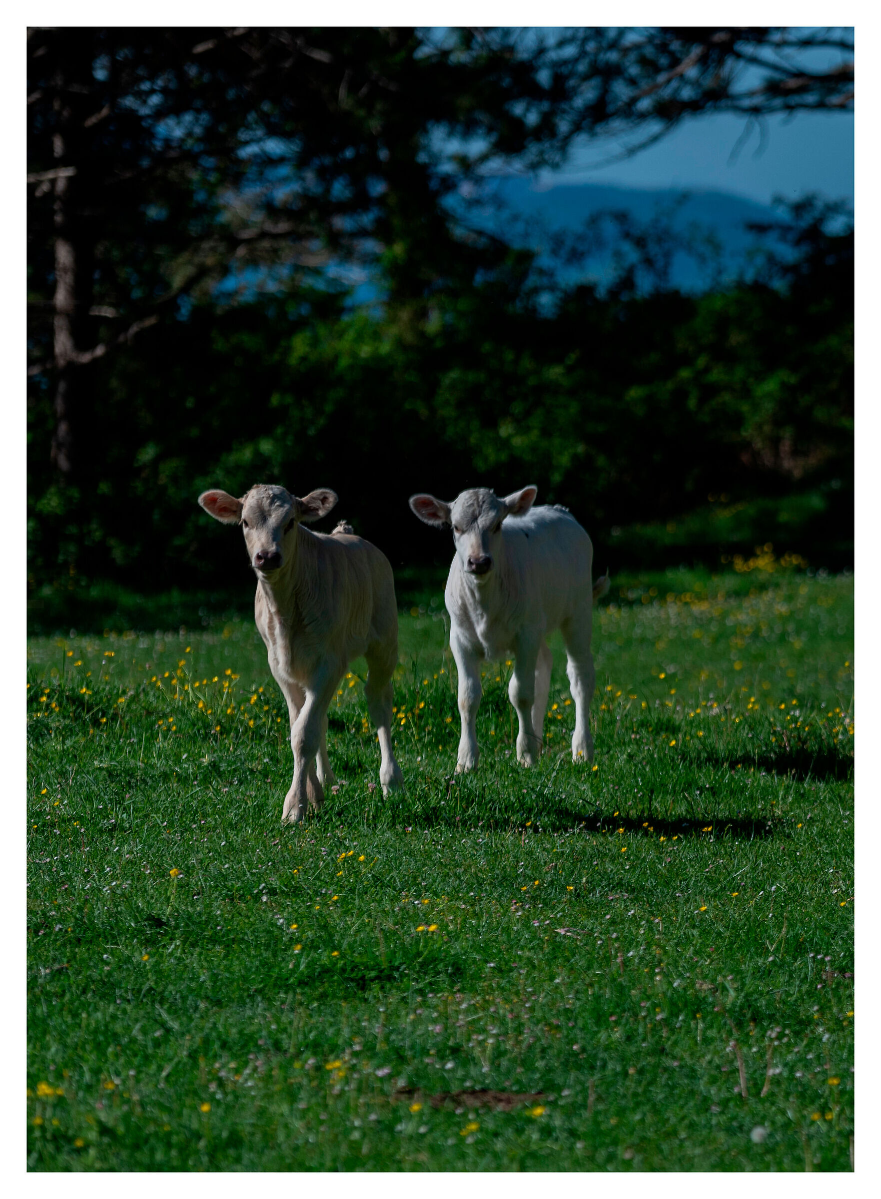 Vitelli che girellano