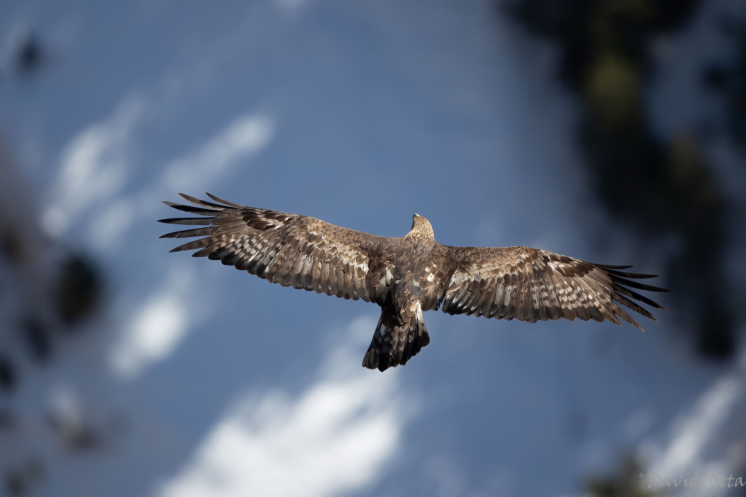 Flying with the eagle