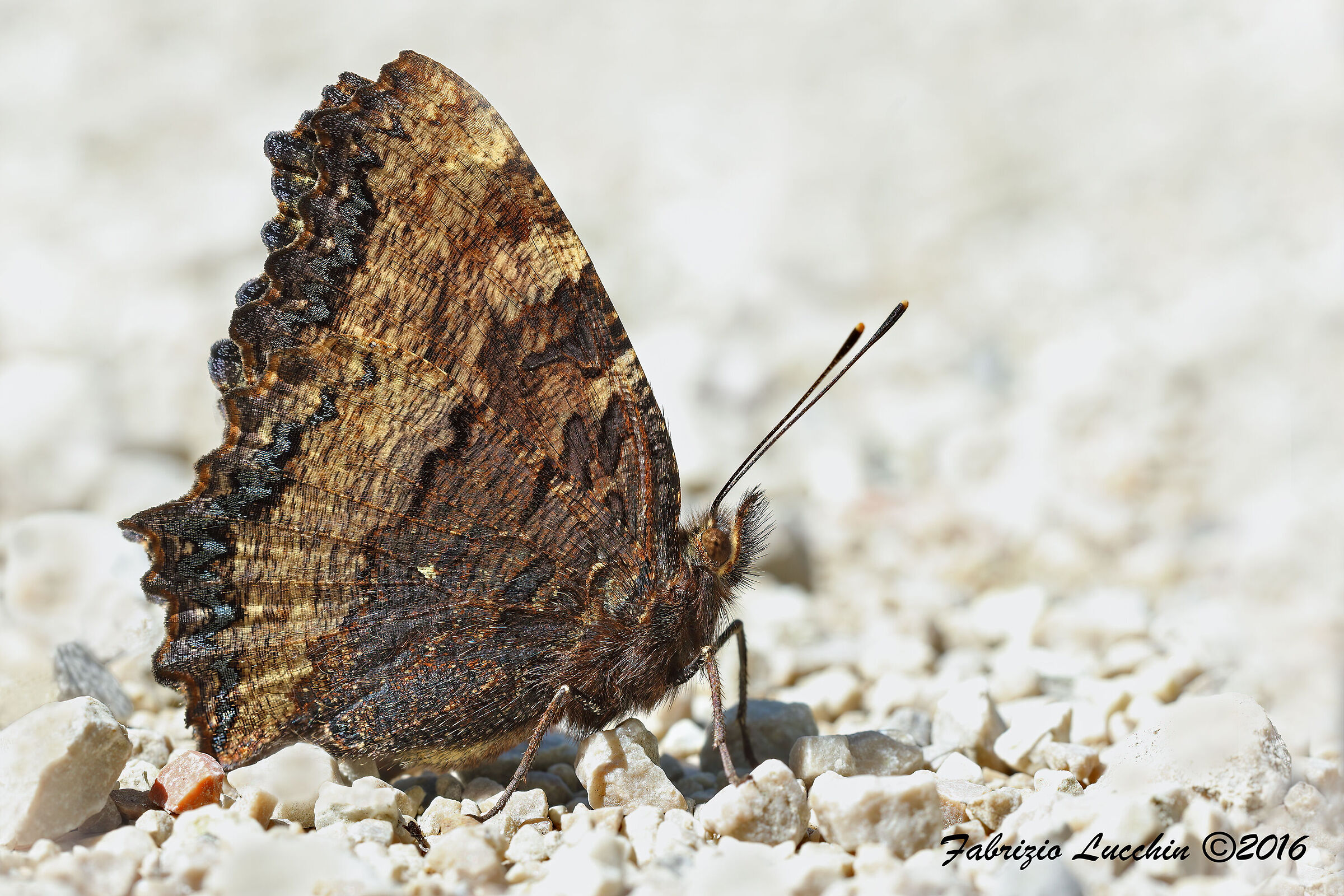 Vanessa multicolored (Nymphalis polychloros)