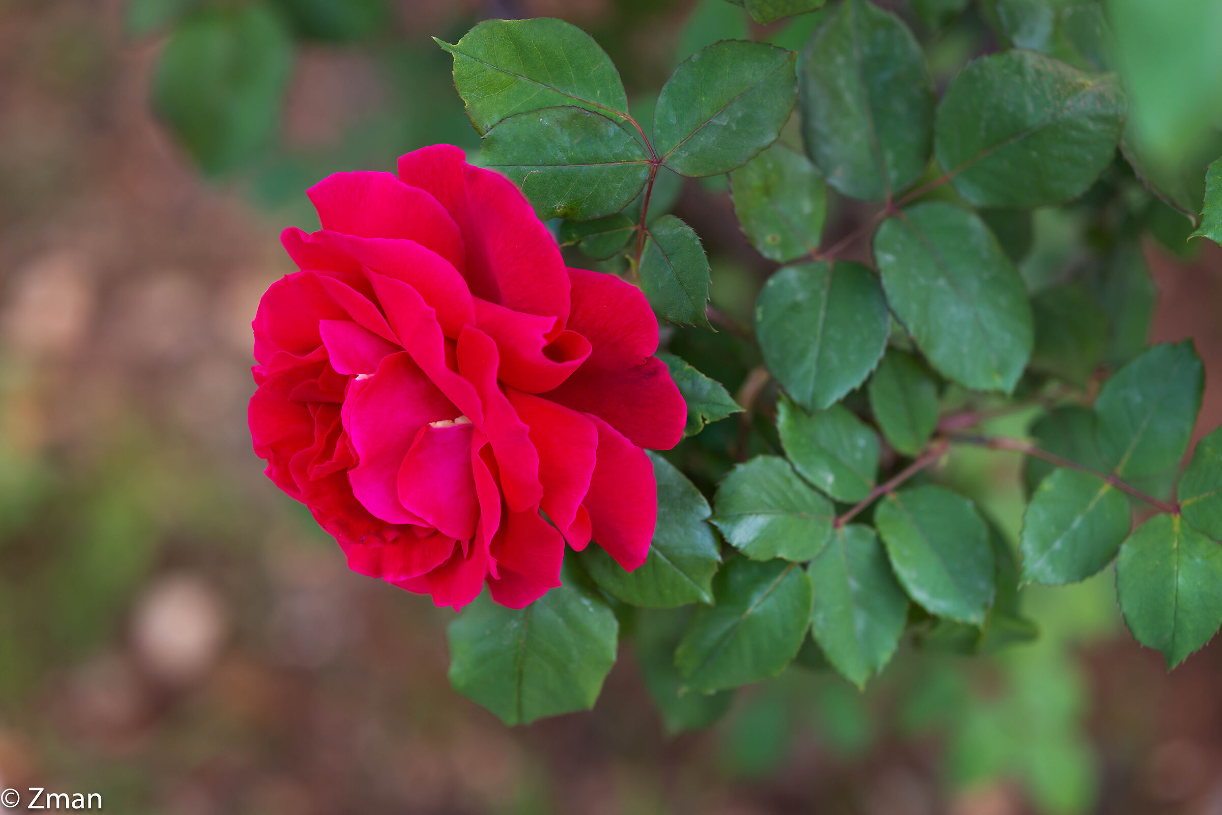Royal Red Rose