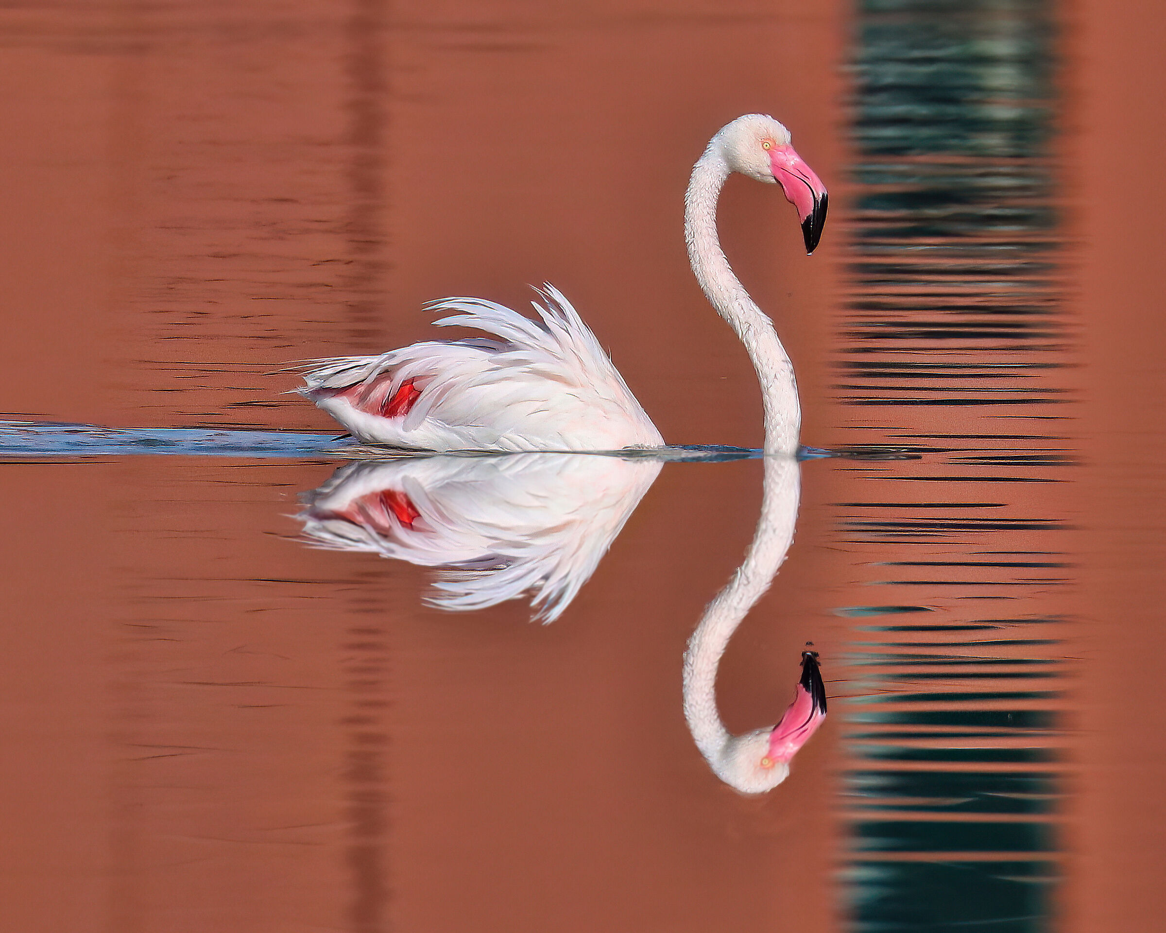 Colors..... Pink flamingo